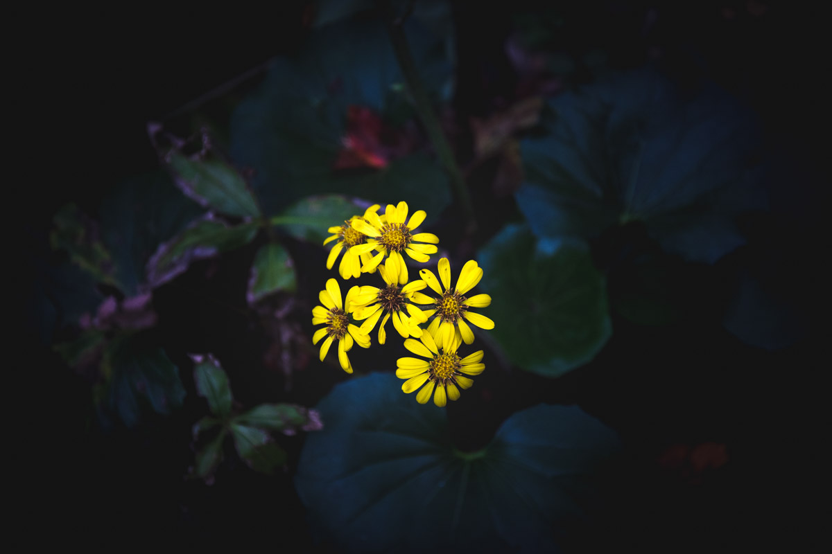 簡単にできるlightroomの現像テクニック「マット調」