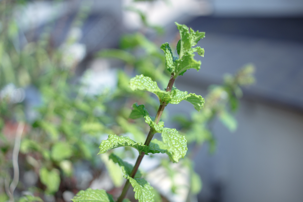 写真趣味をおすすめする5つの理由