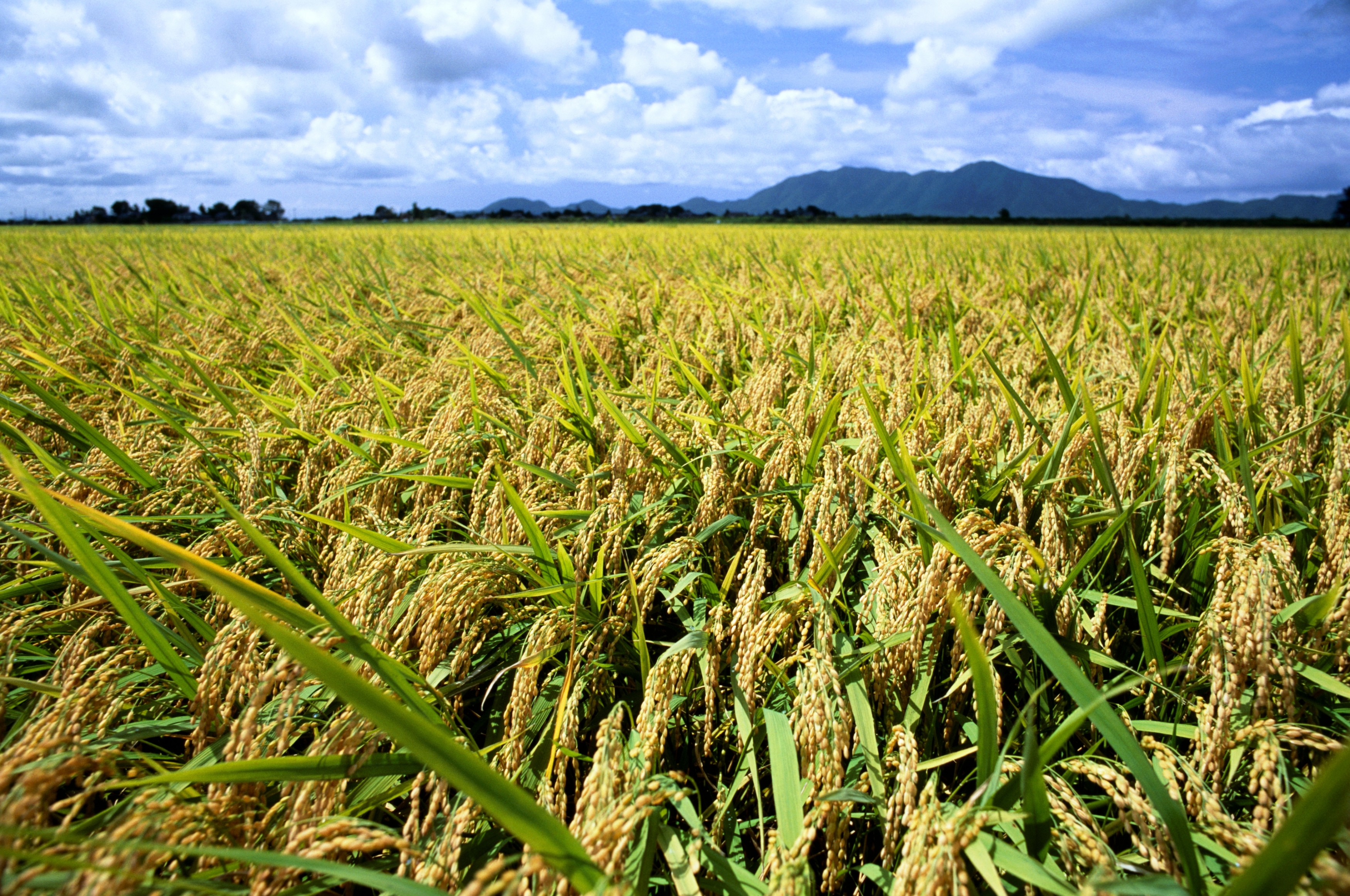 日本新潟：正宗米乡的必买著名特产与最佳伴手礼推荐，热门美食和铭酒巡礼