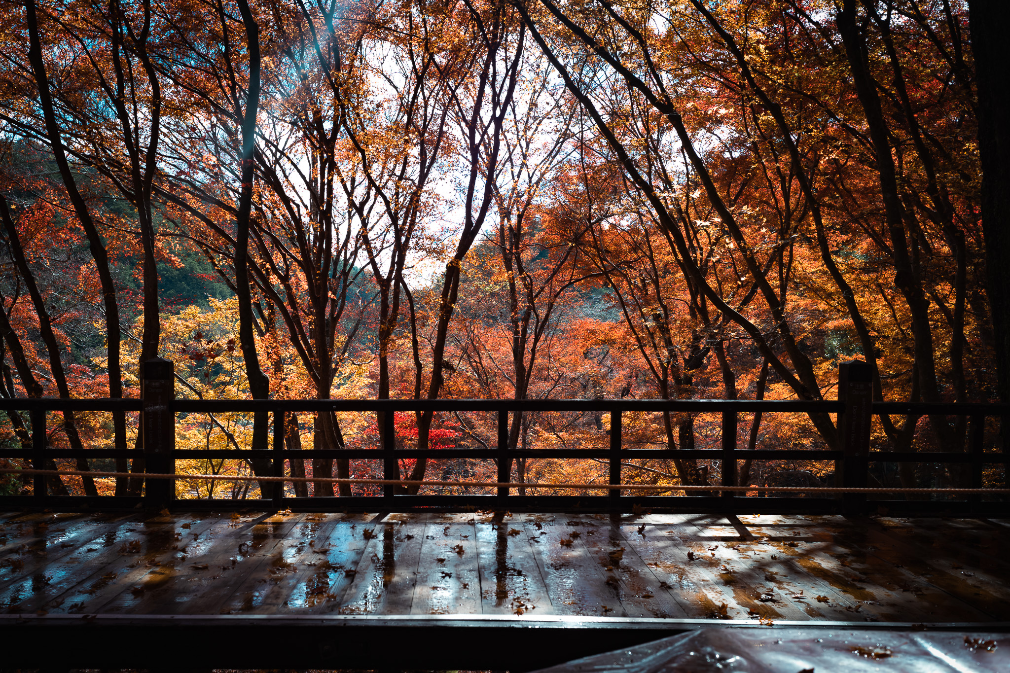 高雄山「神護寺」茶屋からみる紅葉