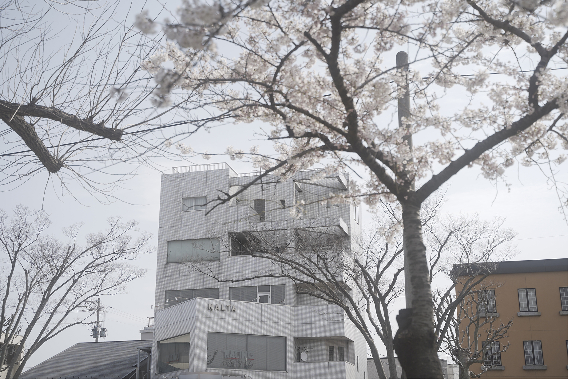秋田オフィスの外観。手前には桜の木が写っている。