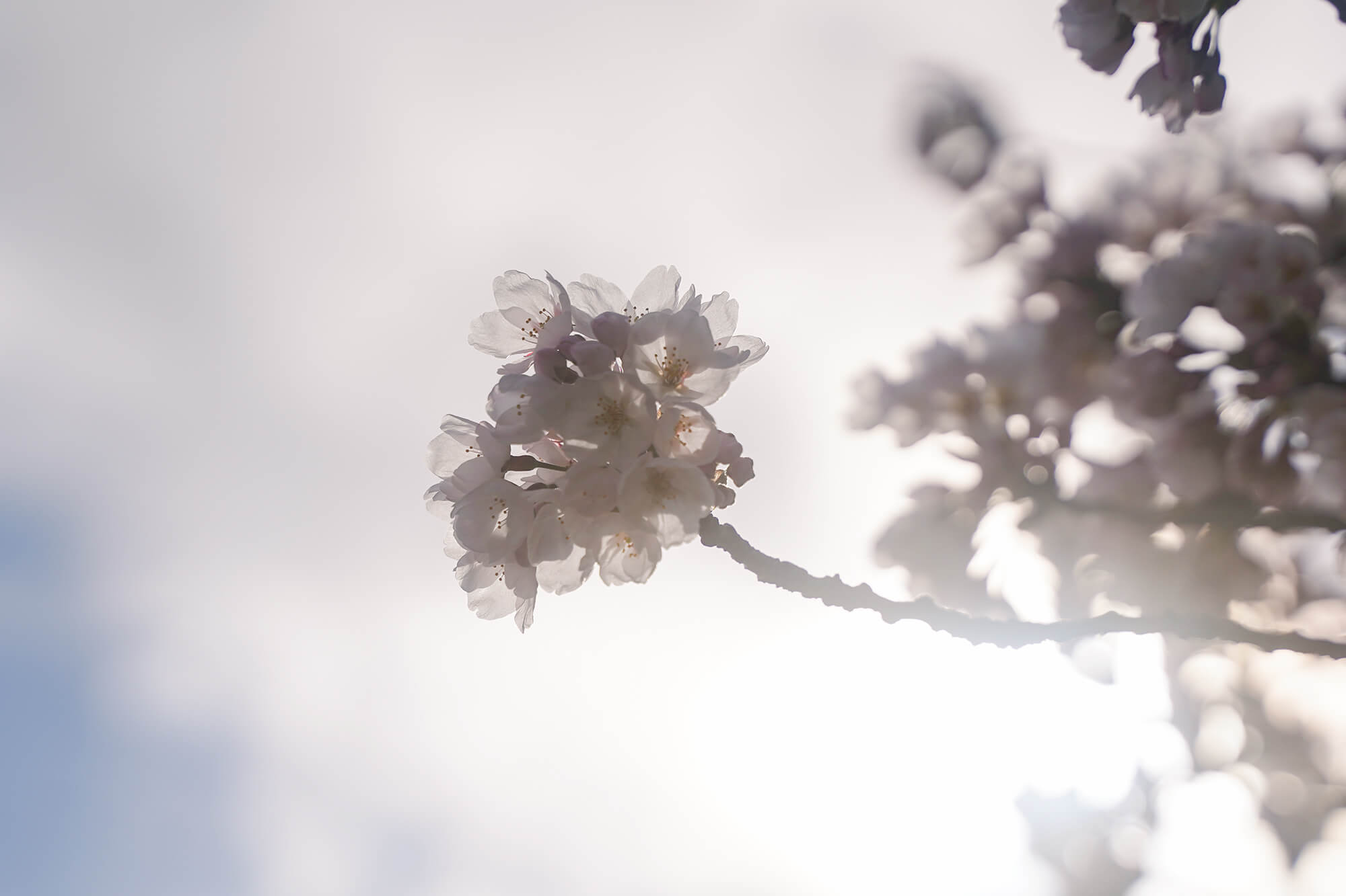 necco写真展春
