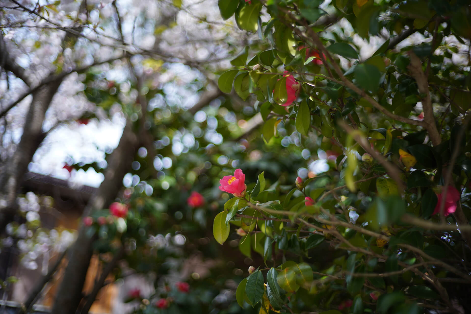 necco写真展春