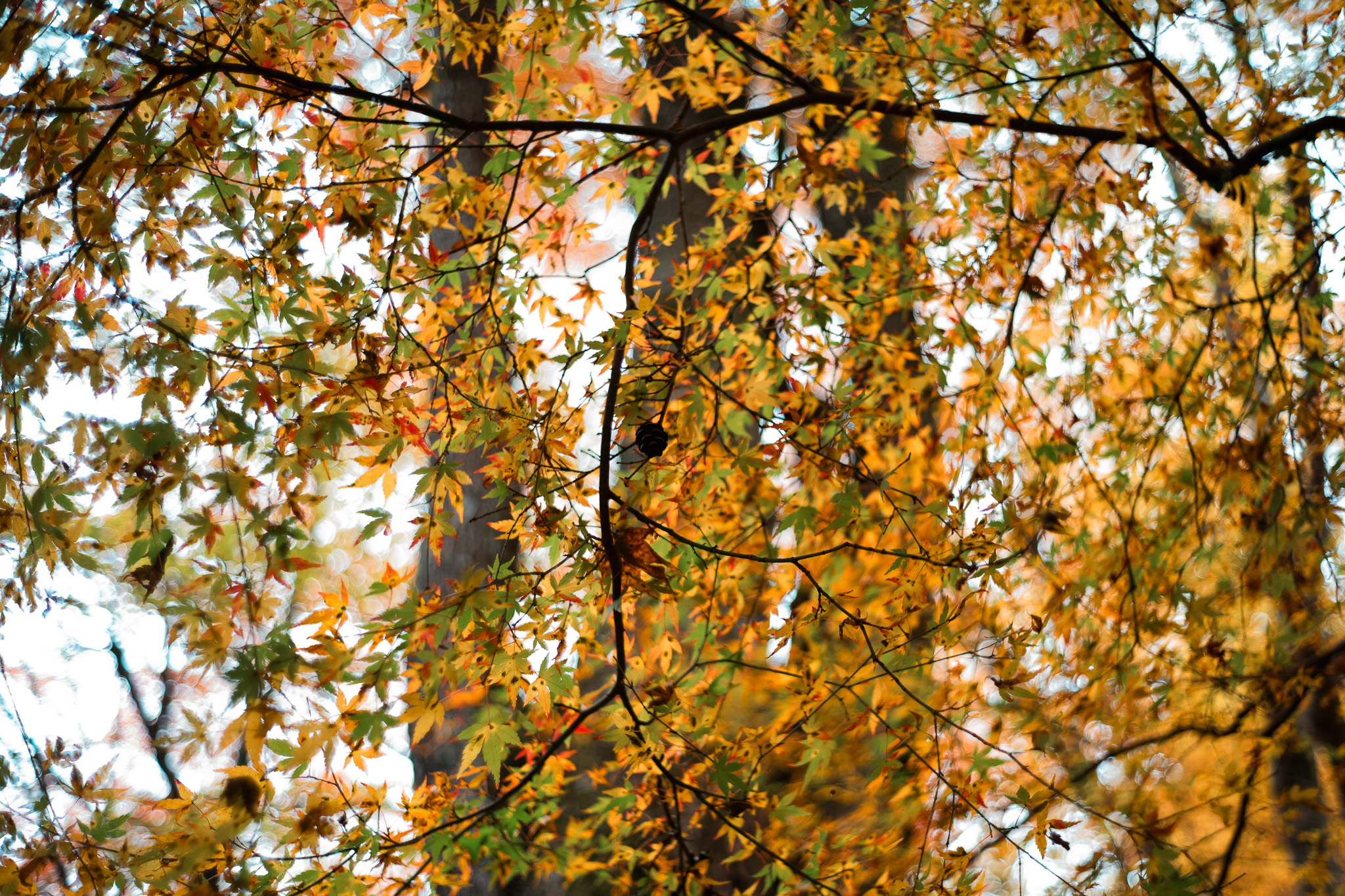 栂尾山「高山寺」の紅葉