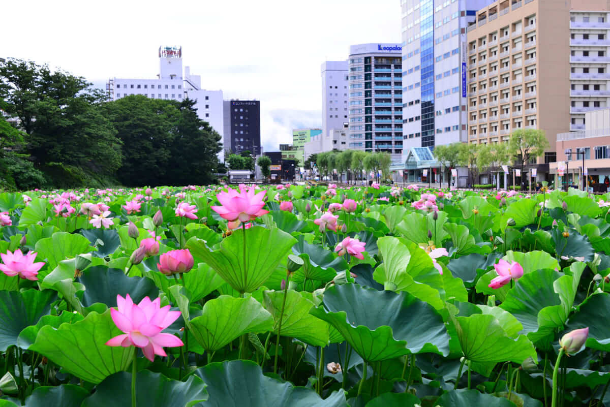 千秋公園蓮池