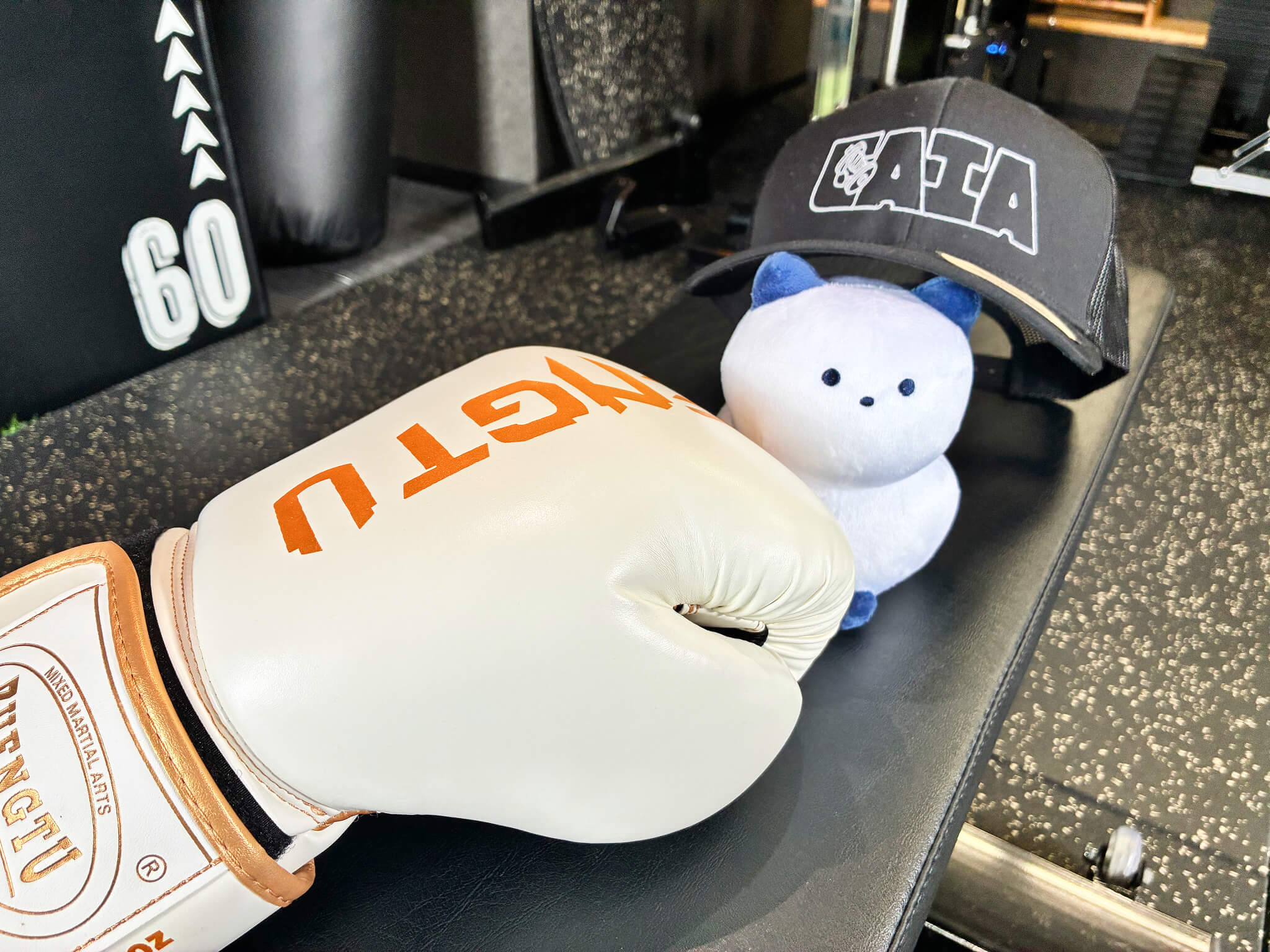 ボクシンググローブとGAIAのキャップに囲まれる箱猫ちゃん