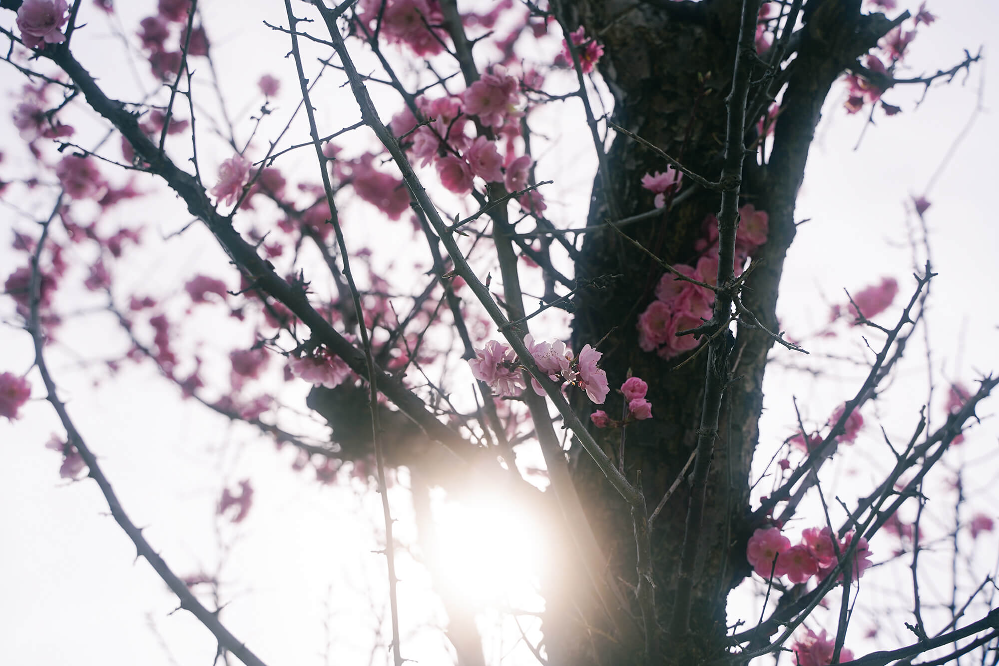 necco写真展春