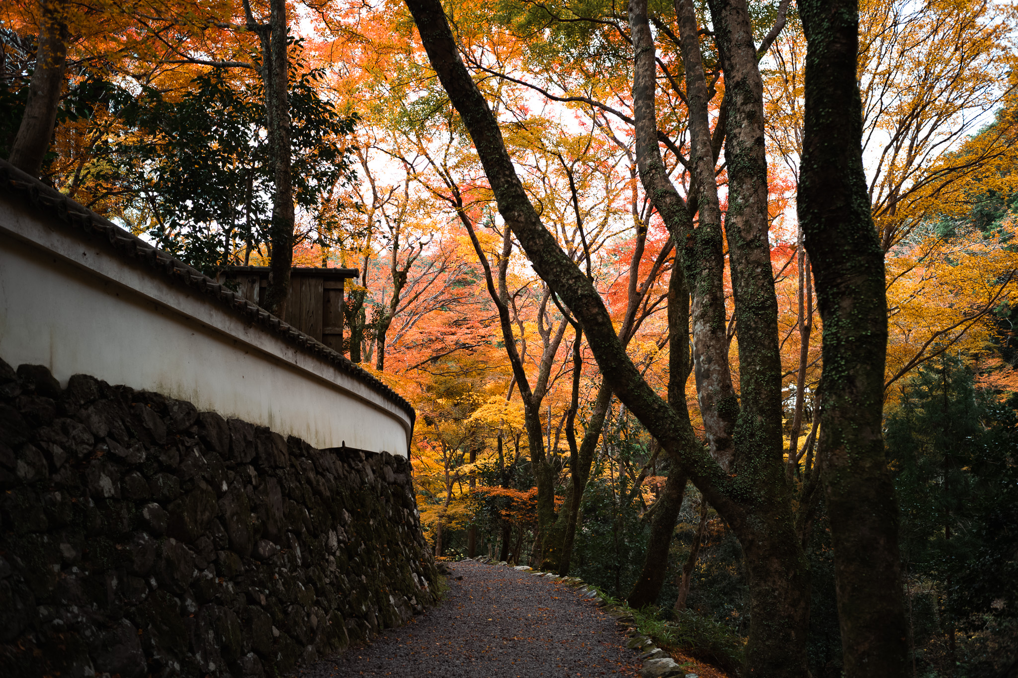 栂尾山「高山寺」の道
