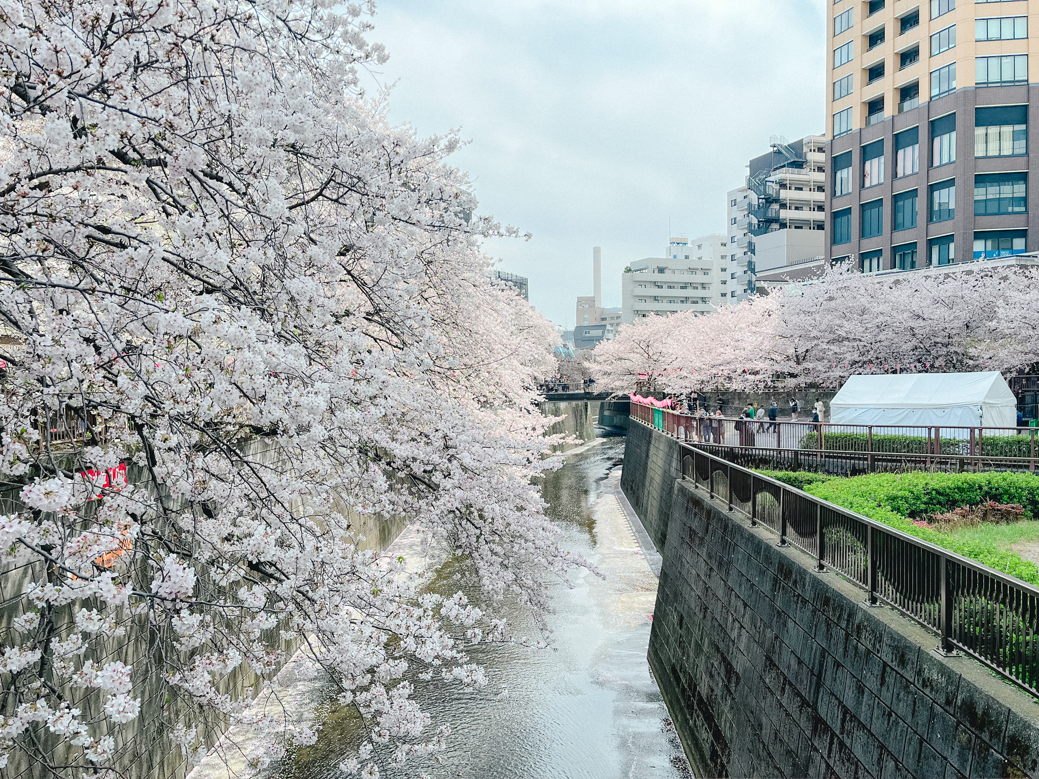 目黒川の桜並木