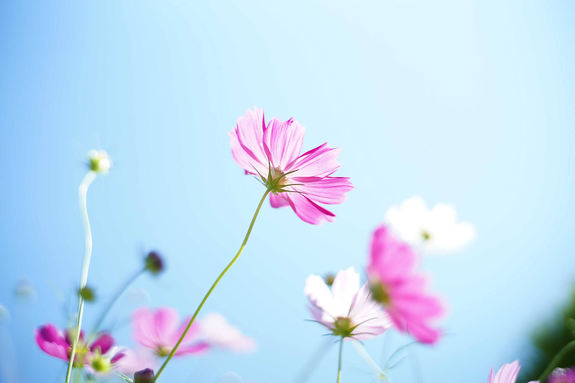 necco Photo Gallery コスモス写真