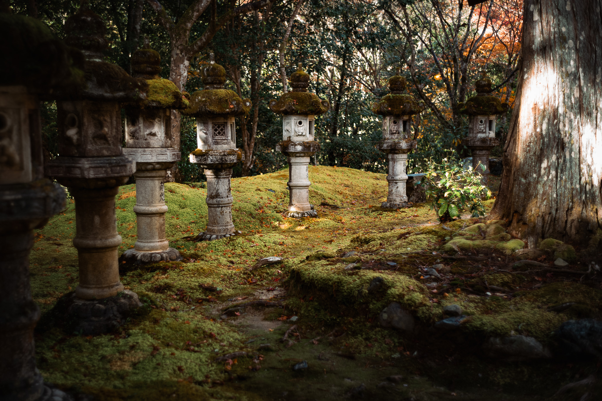槇尾山「西明寺」の苔と灯籠