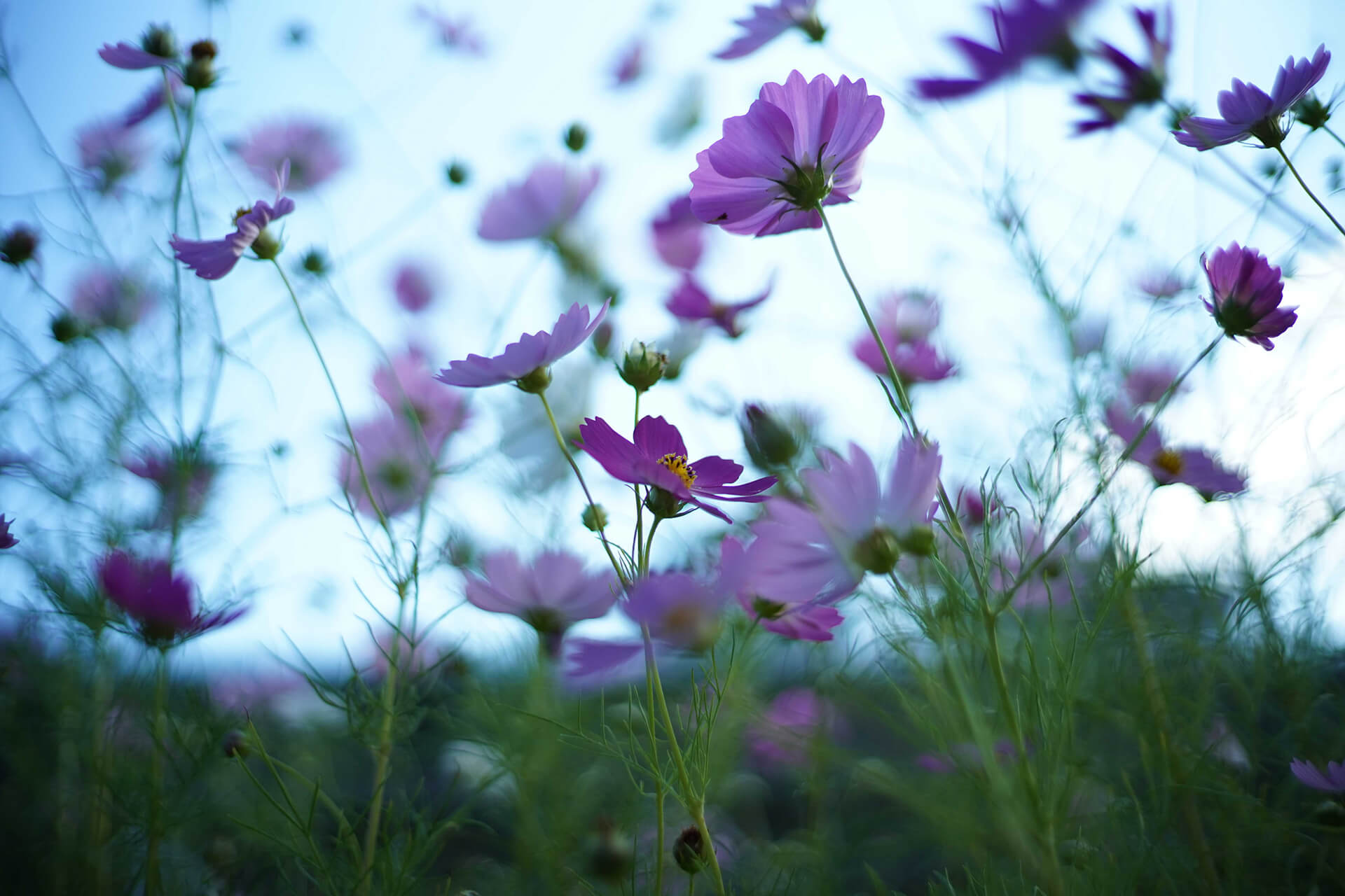 necco Photo Gallery コスモス写真
