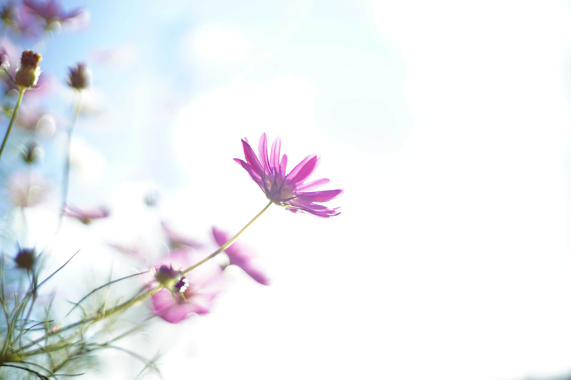 necco Photo Gallery コスモス写真