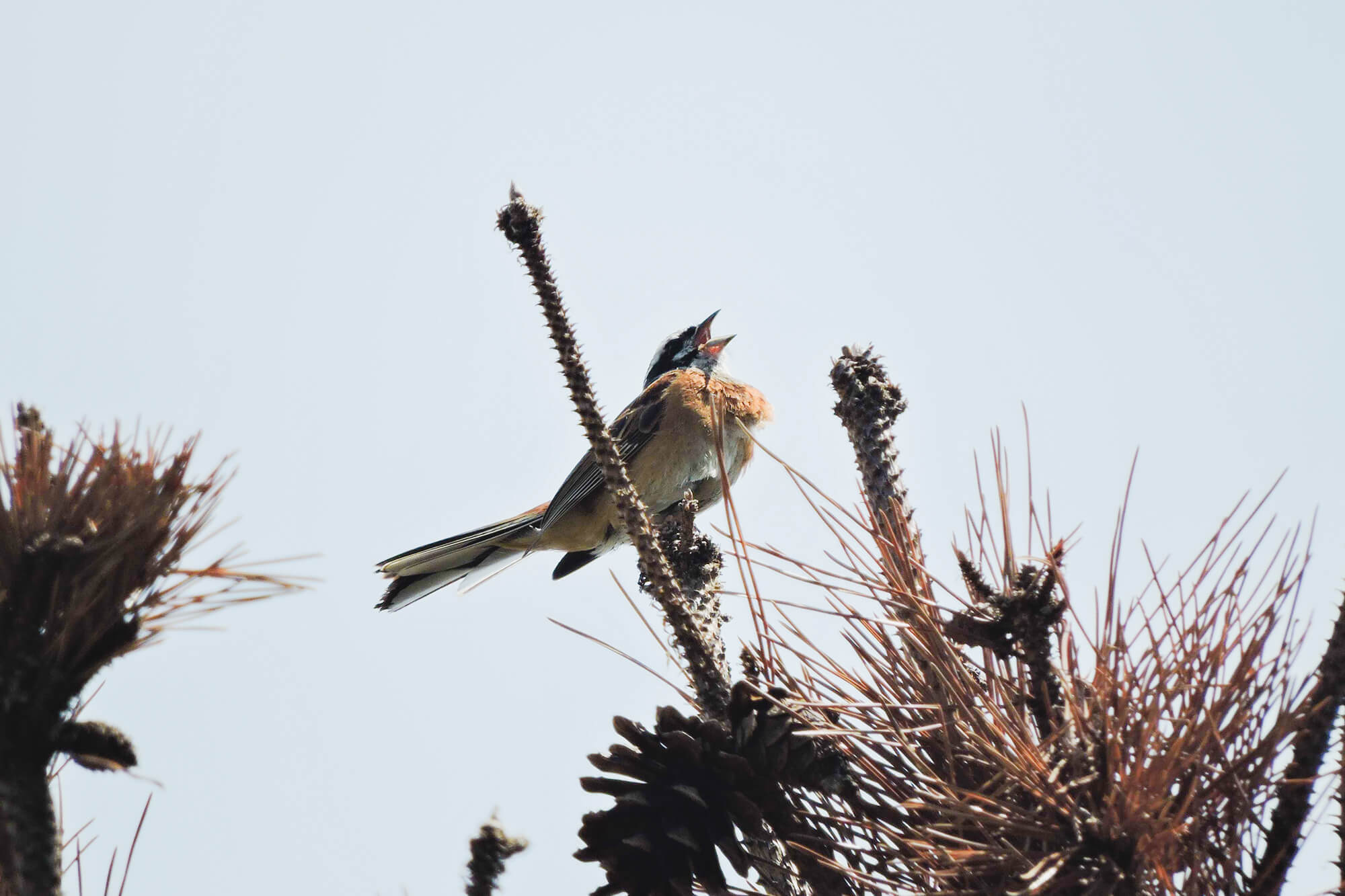 necco写真展春