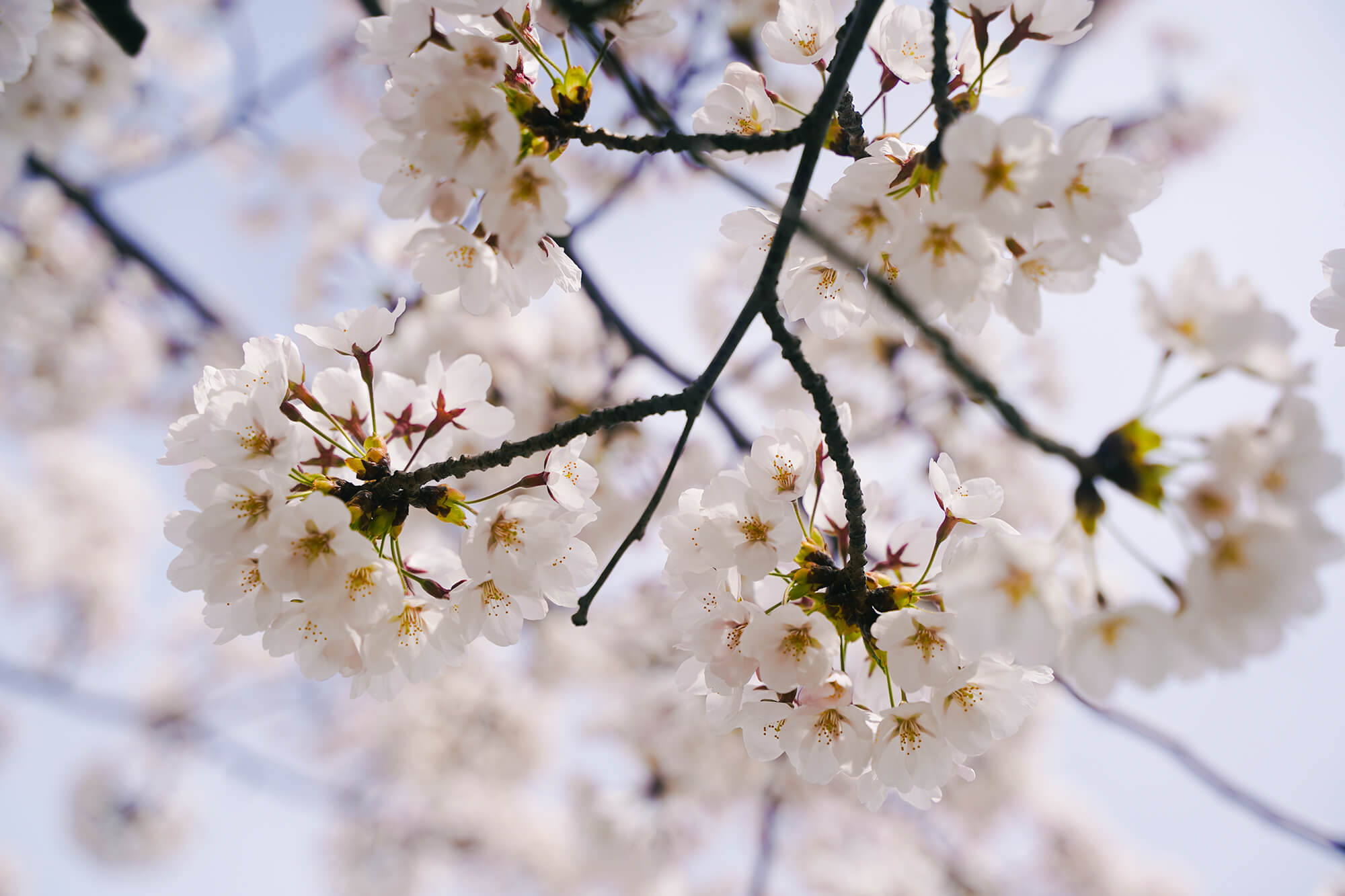 necco写真展春