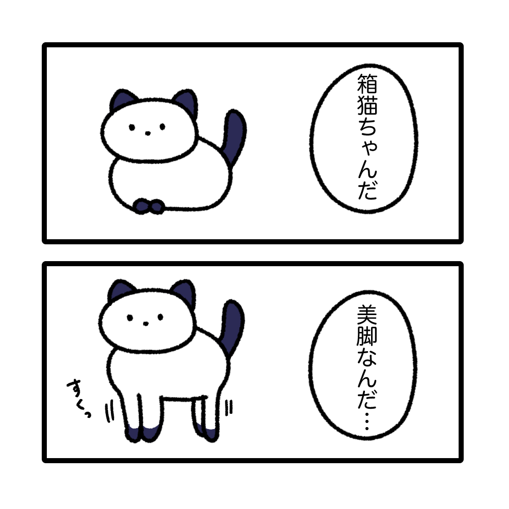 美脚箱猫ちゃん