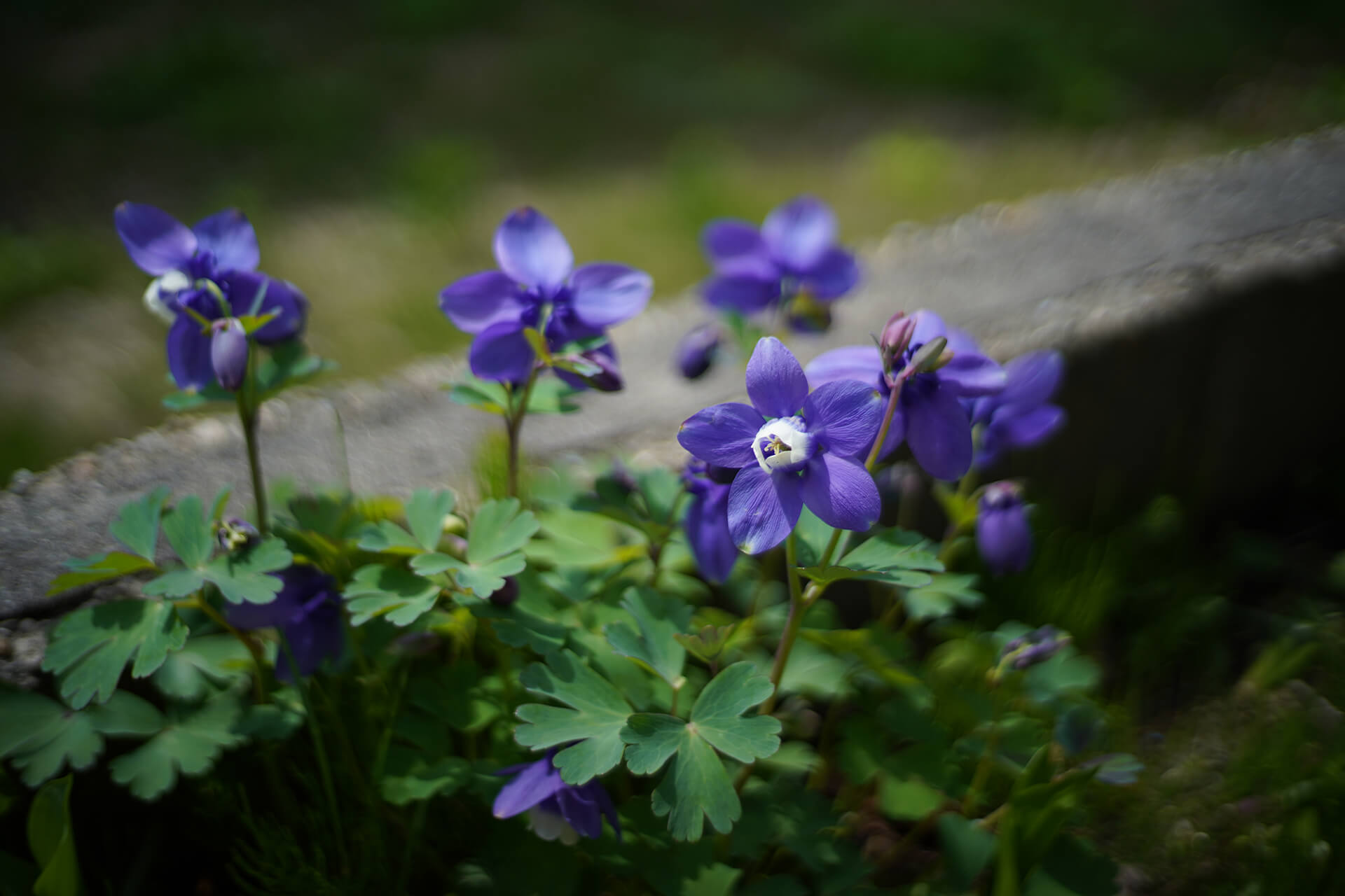 necco写真展春
