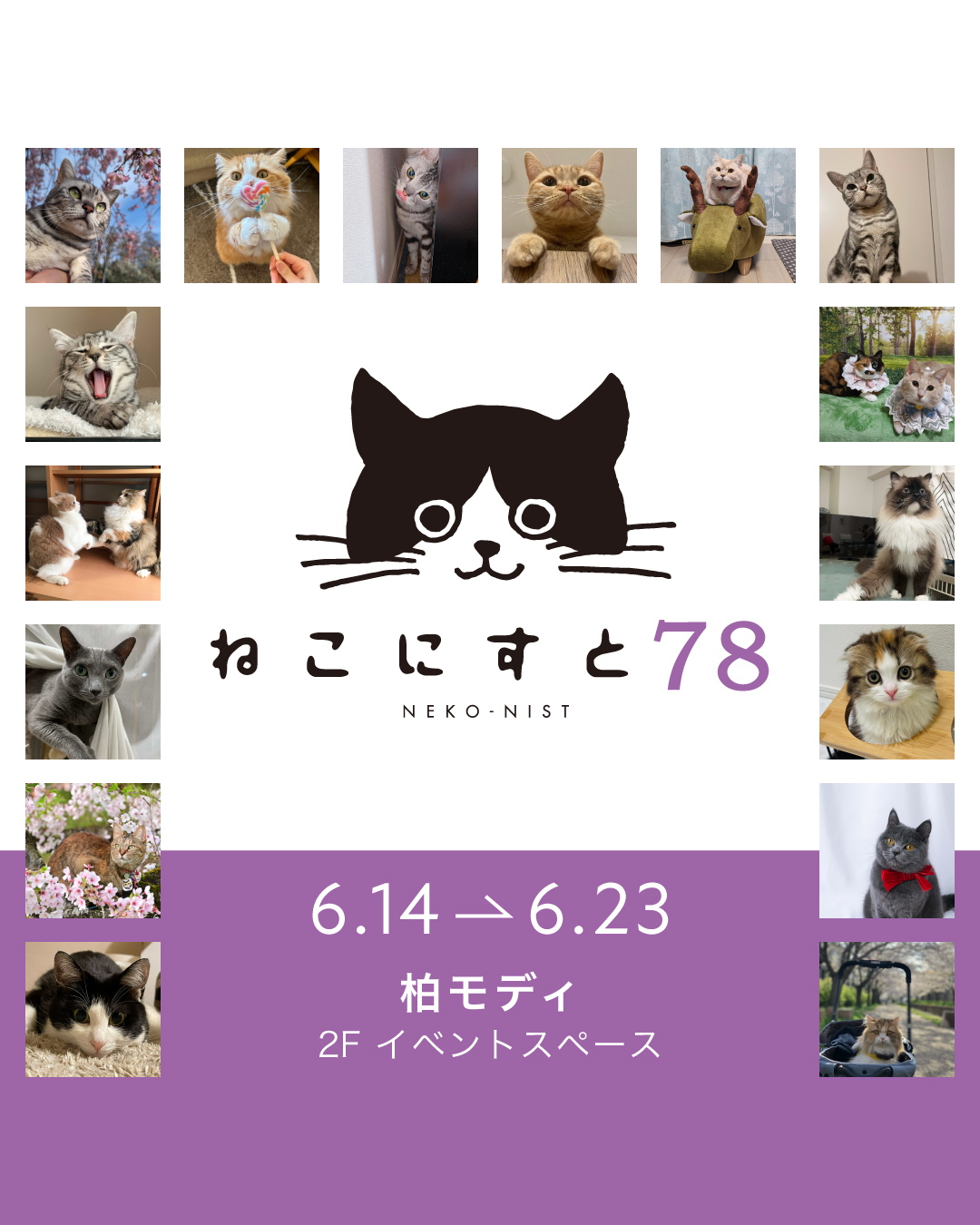 ねこにすと78 柏マルイ - ねこにすと