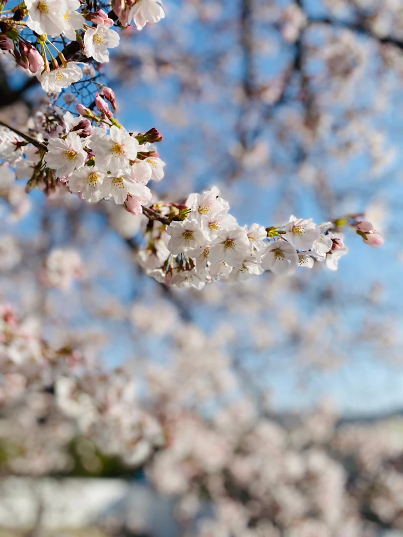 【2026年最新】大阪府豊中市の桜開花予想｜指定保護樹が咲く大聖山不動寺の見頃・満開時期・アクセス・駐車場情報まとめ