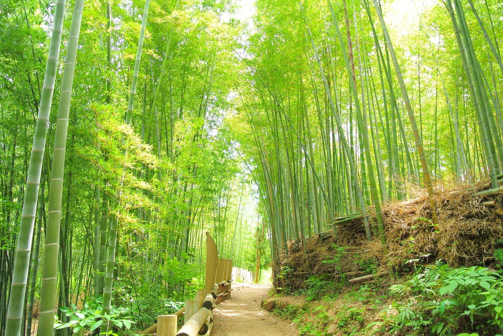 Arashiyama Bamboo Grove