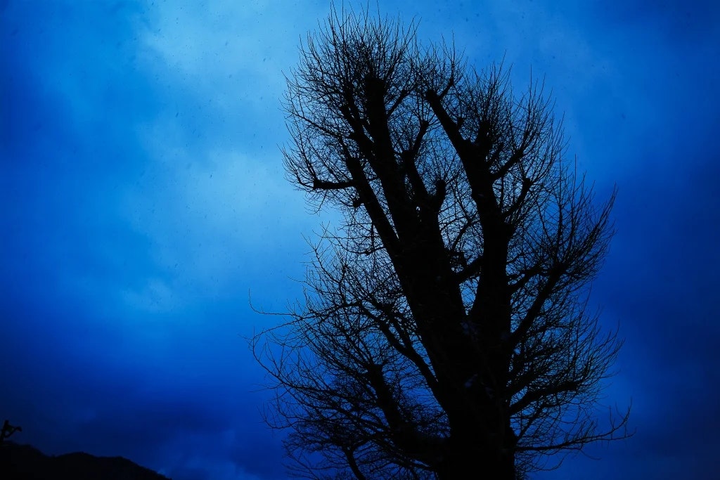 冬の夕暮れに雪が舞う中撮った大木