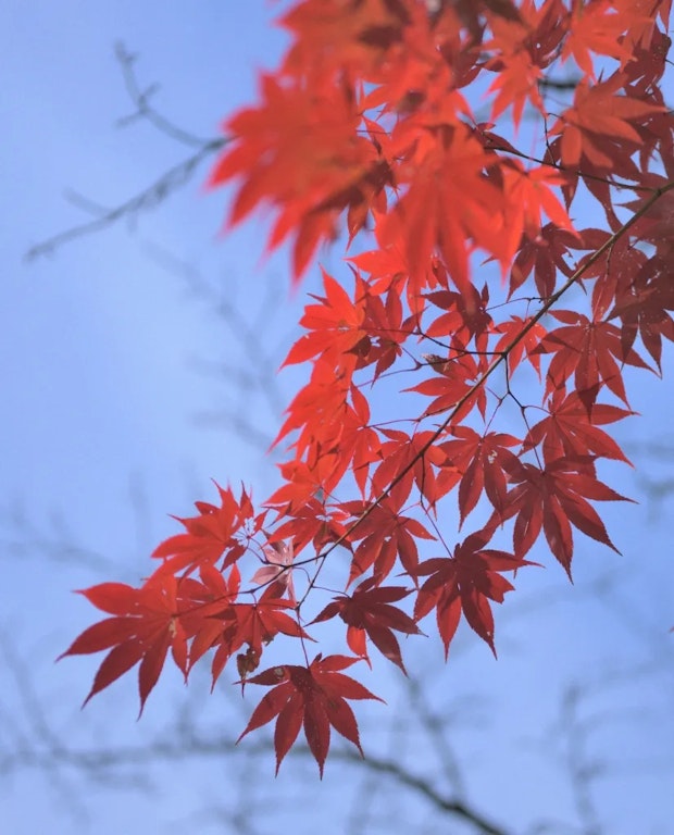 鶏足寺の紅葉