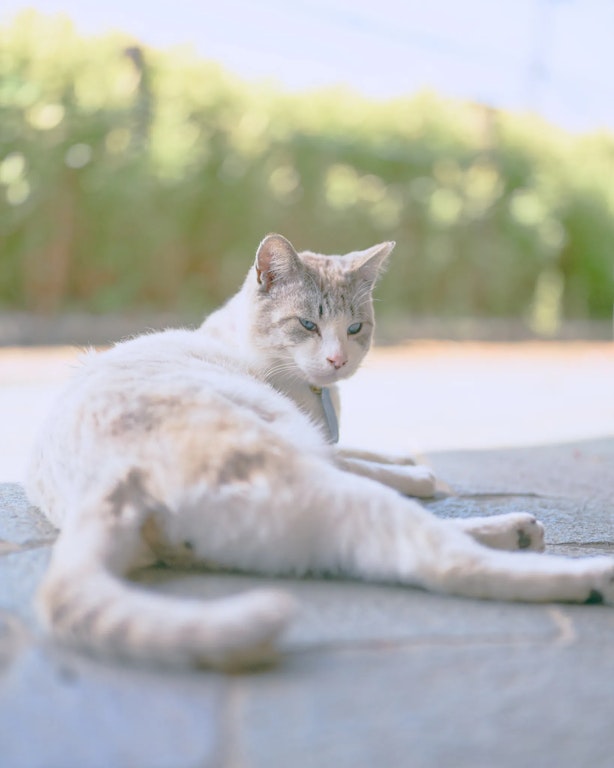 尾道にいたねこ