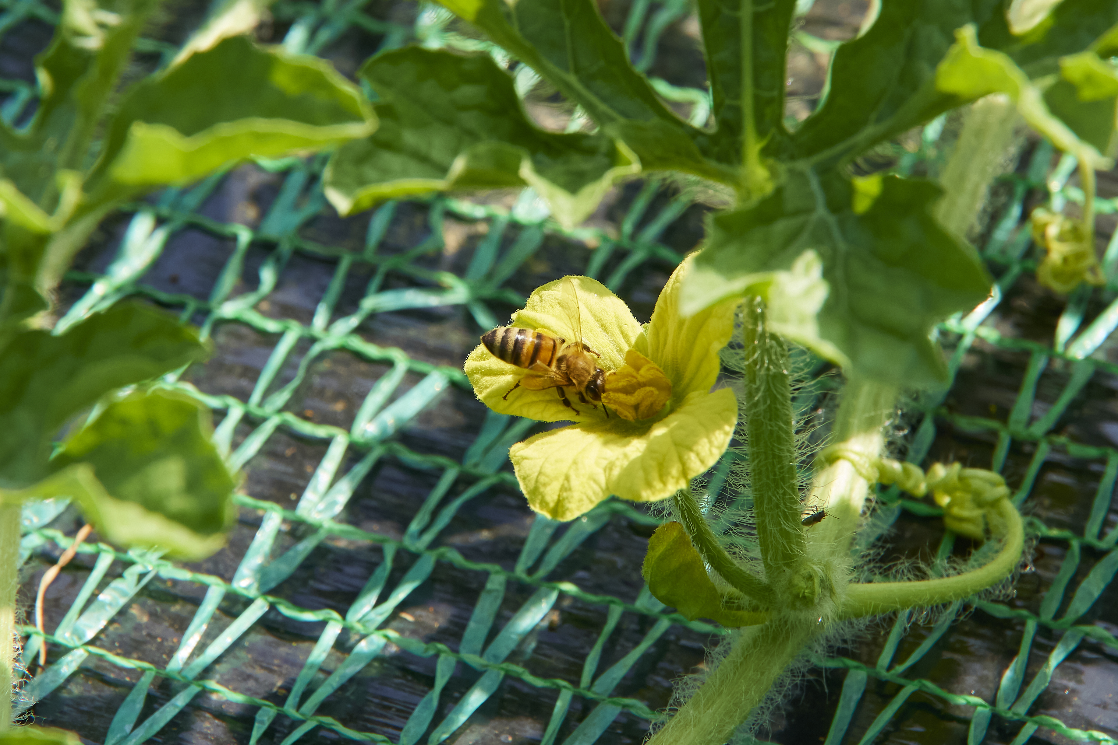 【連載】三浦野菜の作り手を知り、魅力を伝えるデザインプロジェクト　三浦スイカの美味しい秘密③