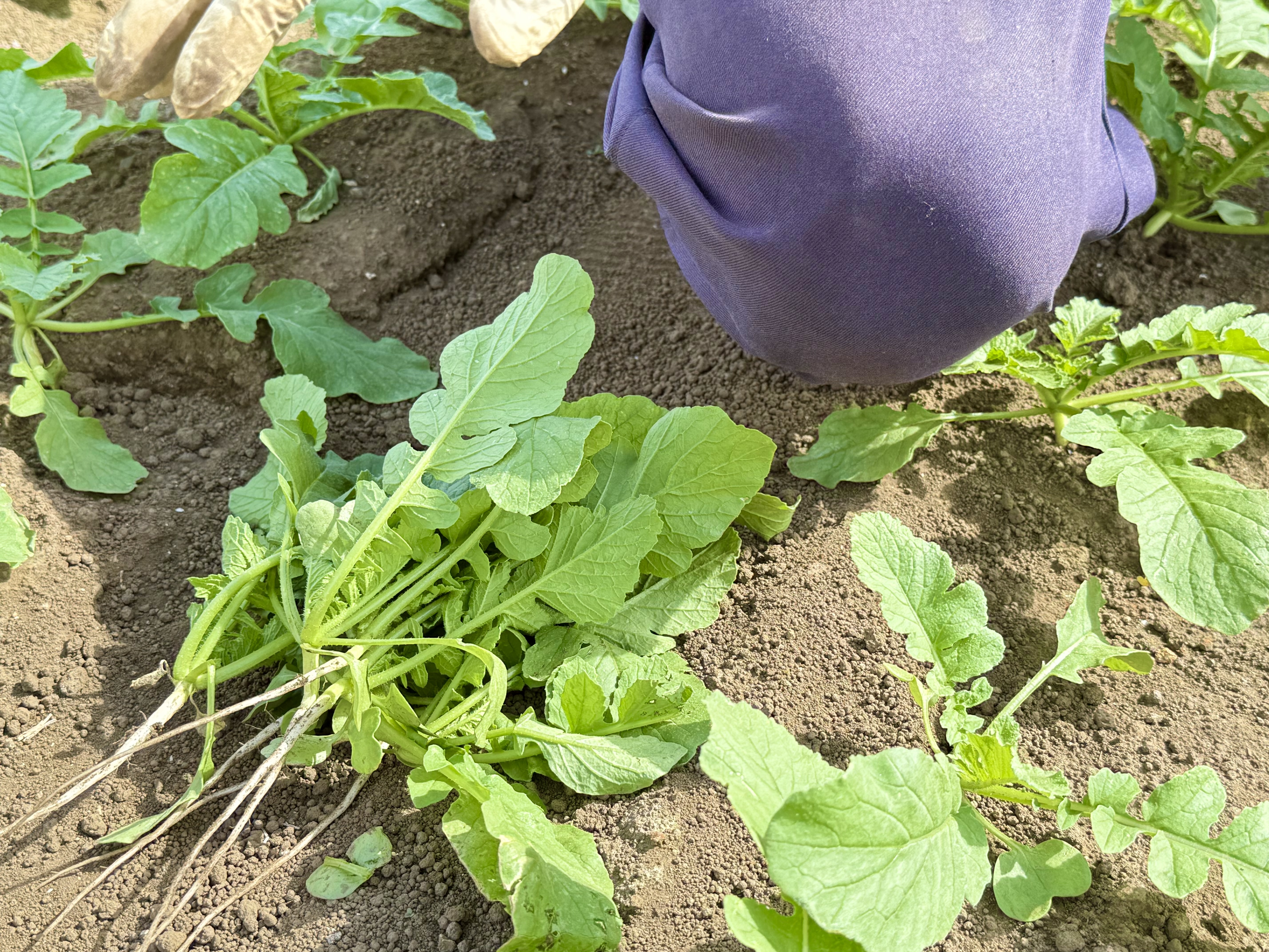 【三浦】トラック一台分を間引く！三浦半島発「おろぬき大根」は秋限定の幻の味「加藤農園」