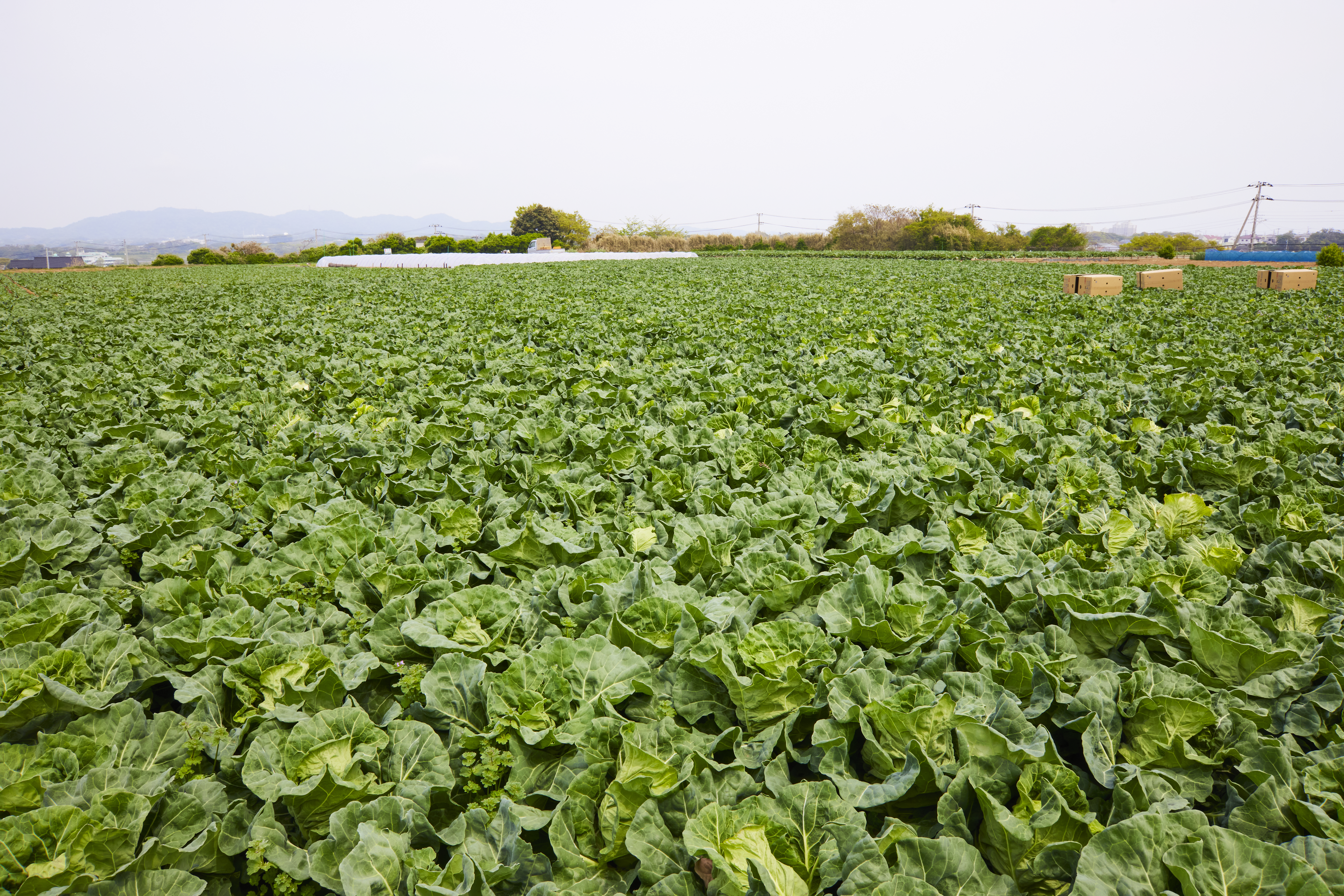 【連載】三浦野菜の作り手を知り、魅力を伝えるデザインプロジェクト　本春キャベツの生産は、三浦が日本一