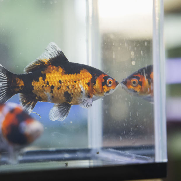 【横須賀】金魚と人が育ち合う場所。金魚・錦鯉専門店「KIICHI」