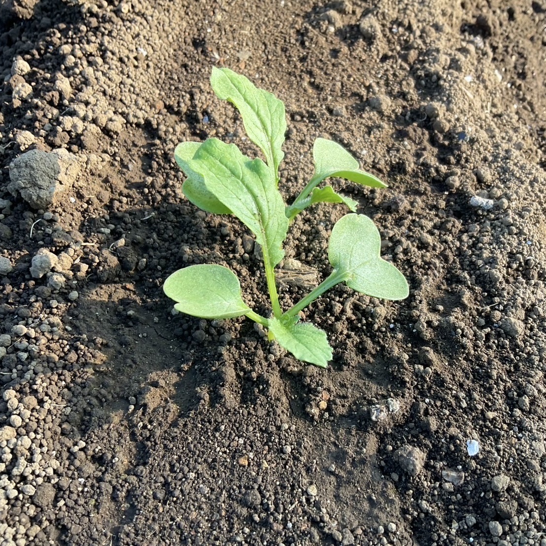 【三浦】加藤農園の種まきから密着！台風・豪雨を乗り越えて育つ、大根の芽に込めた想い