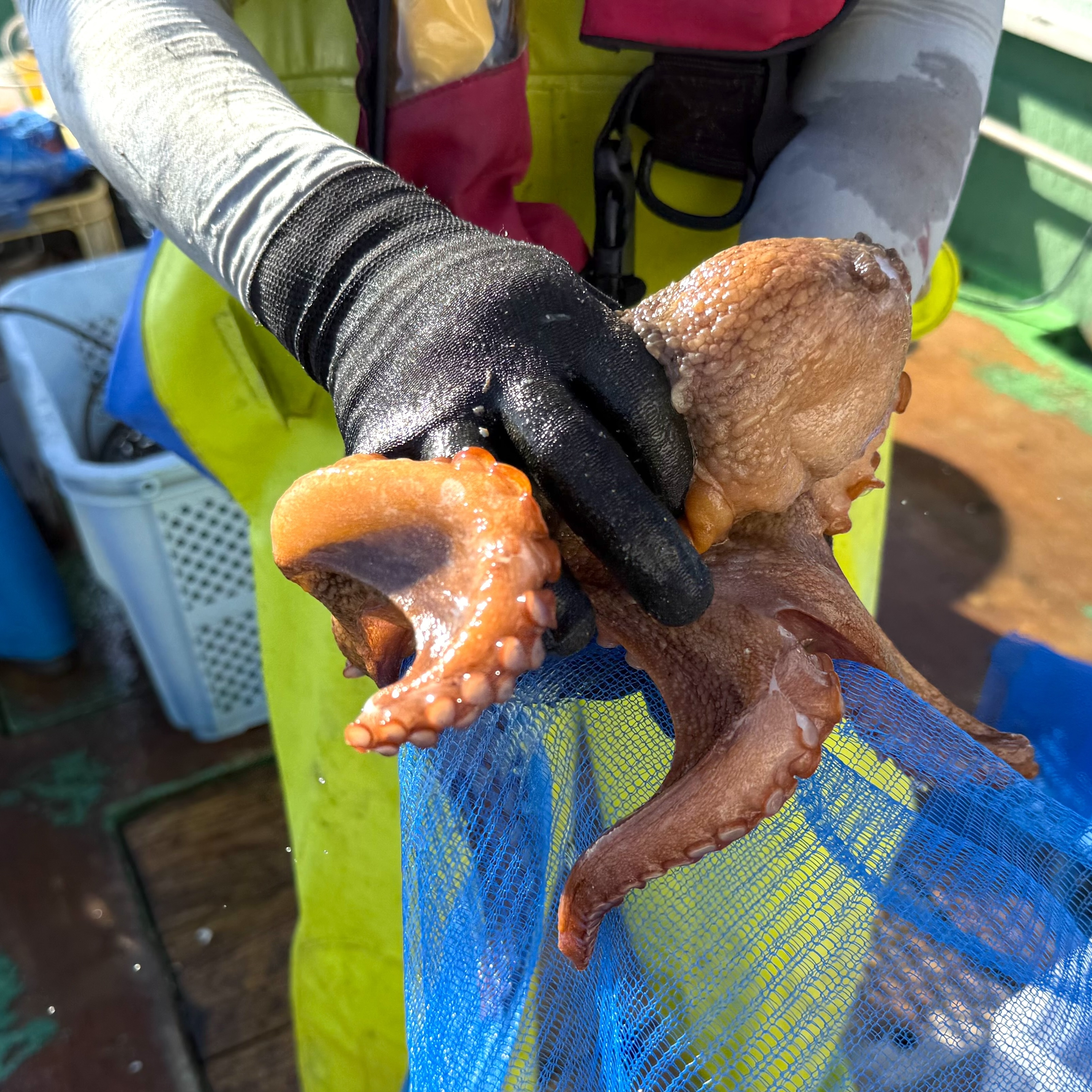 【横須賀】地元で“幻のタコ”を追う漁師「弥春丸」8代目が語る亡き父の想い
