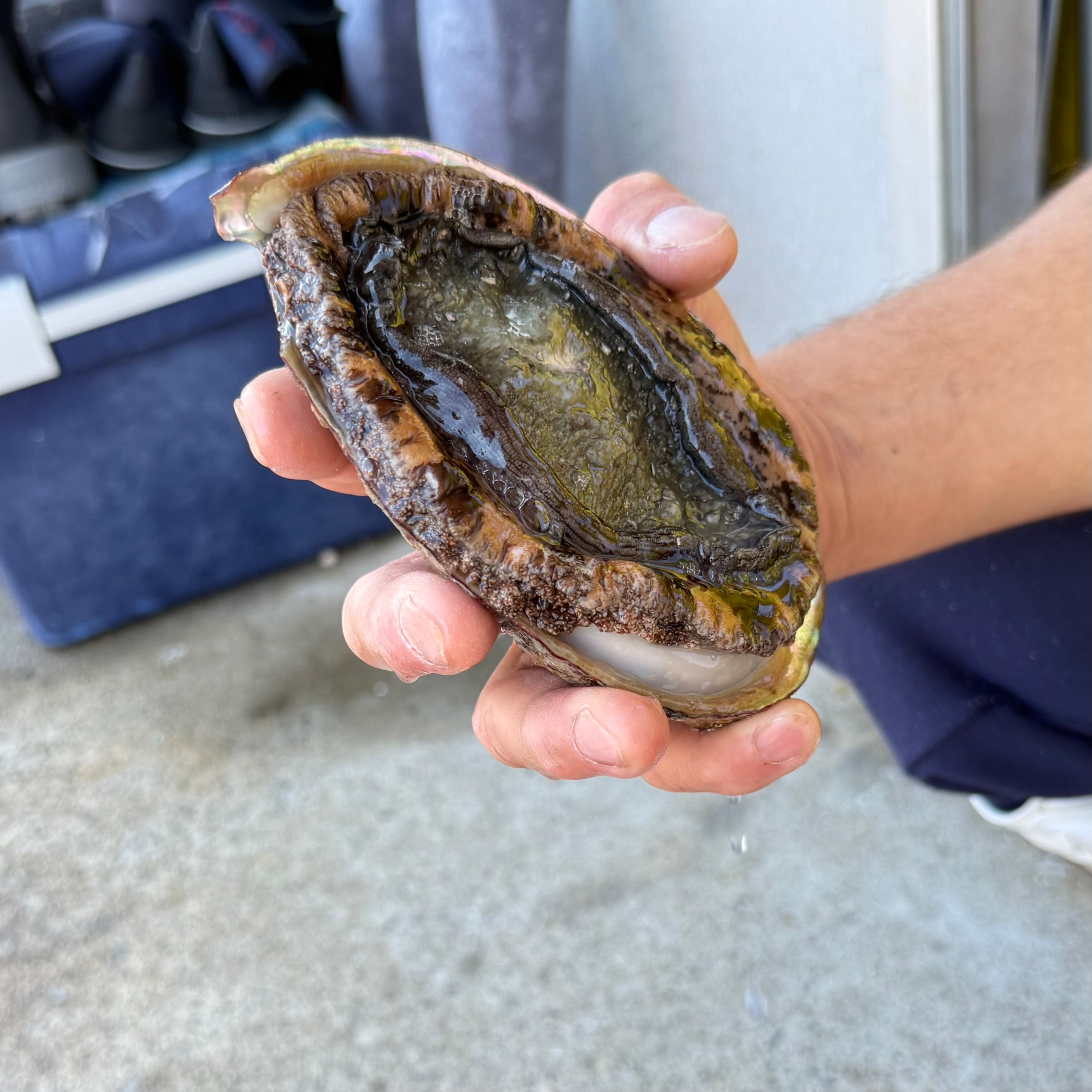 【横須賀】漁師直伝！極上アワビとサザエの贅沢な食べ方。「直丸」が教える海のレシピ