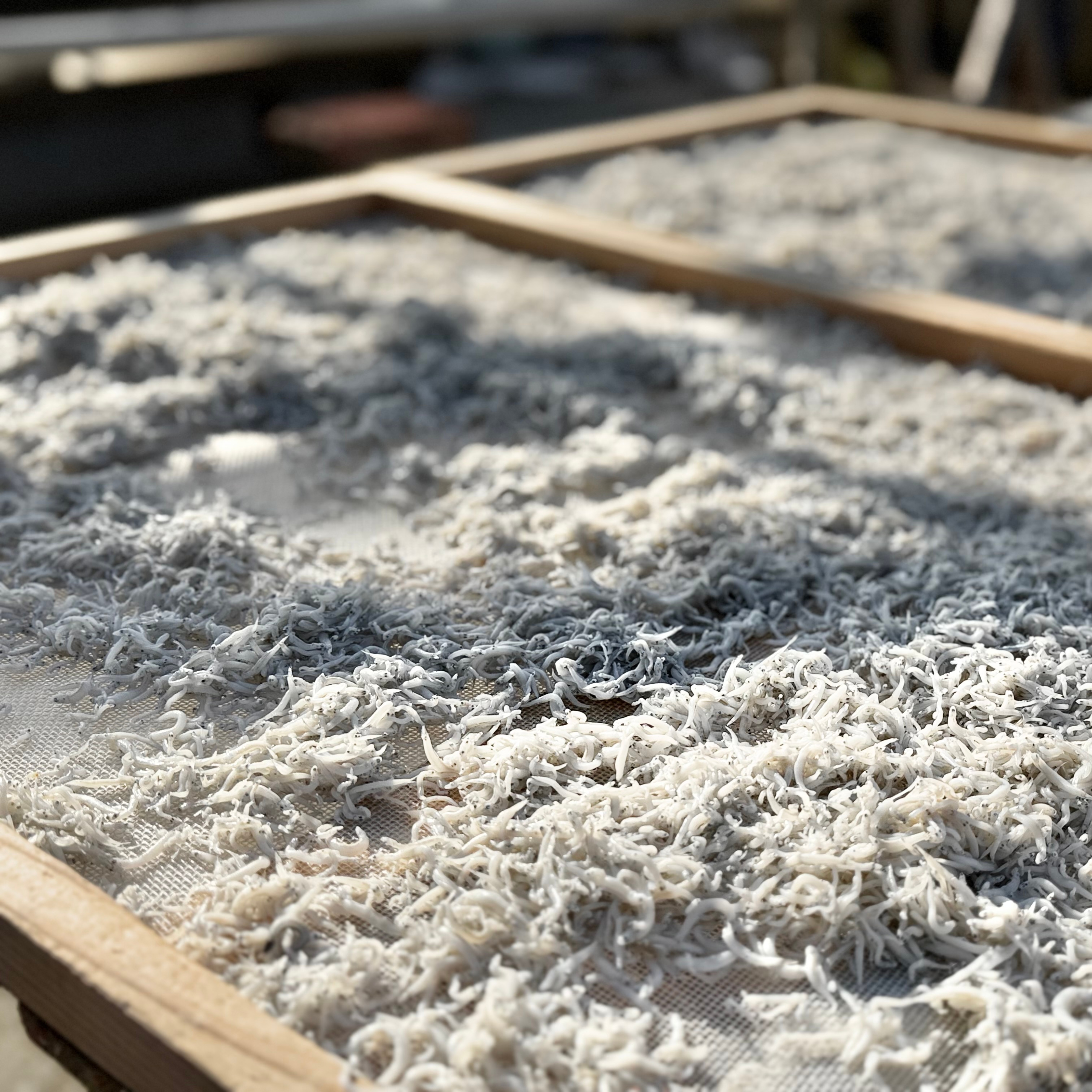 【横須賀】茹で時間4分、レゲエが旨さの秘密？！長井漁港「かねしち丸」の釜揚げしらす