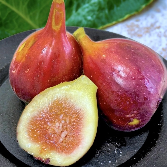 【三浦】農家らしくない農家！チャラ夫さんが育てる300品種の完熟いちじく｜大井農園