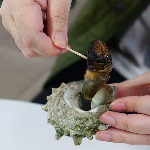 【三崎港】鈴木さん一家がつないだ70年の歴史「さざえや」の網焼きサザエ