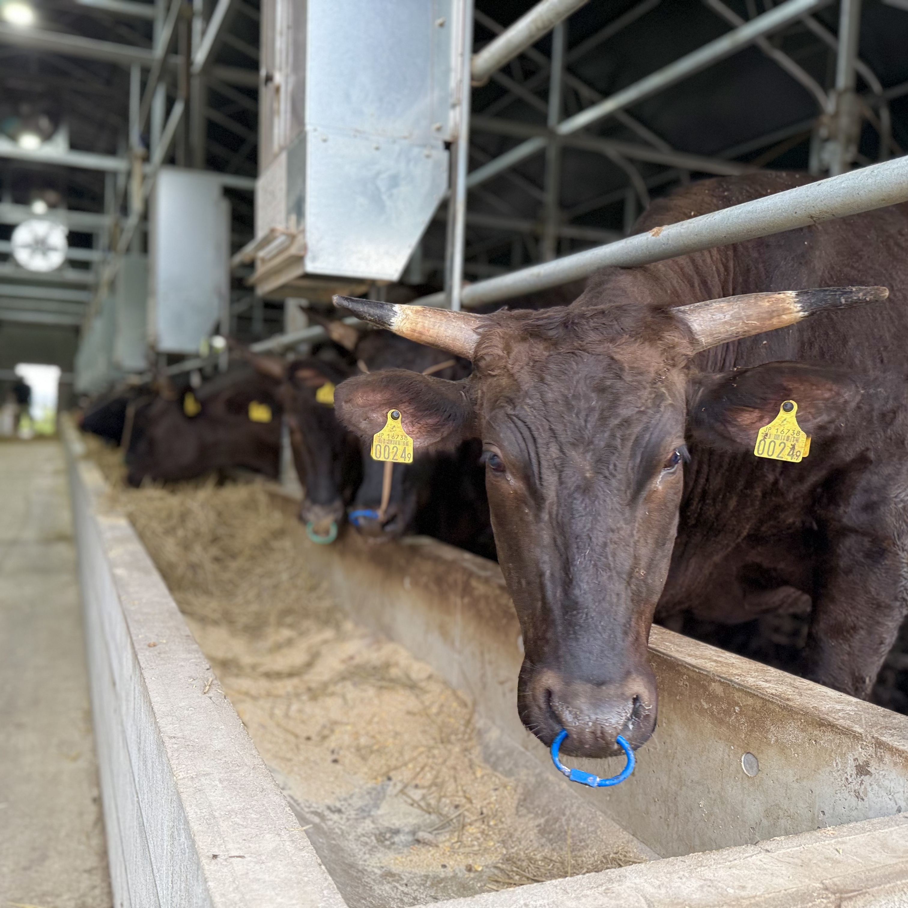 【横須賀】三浦の自然が育む絶品「三浦牛」 コーシンファーム金田牧場のこだわりとは？