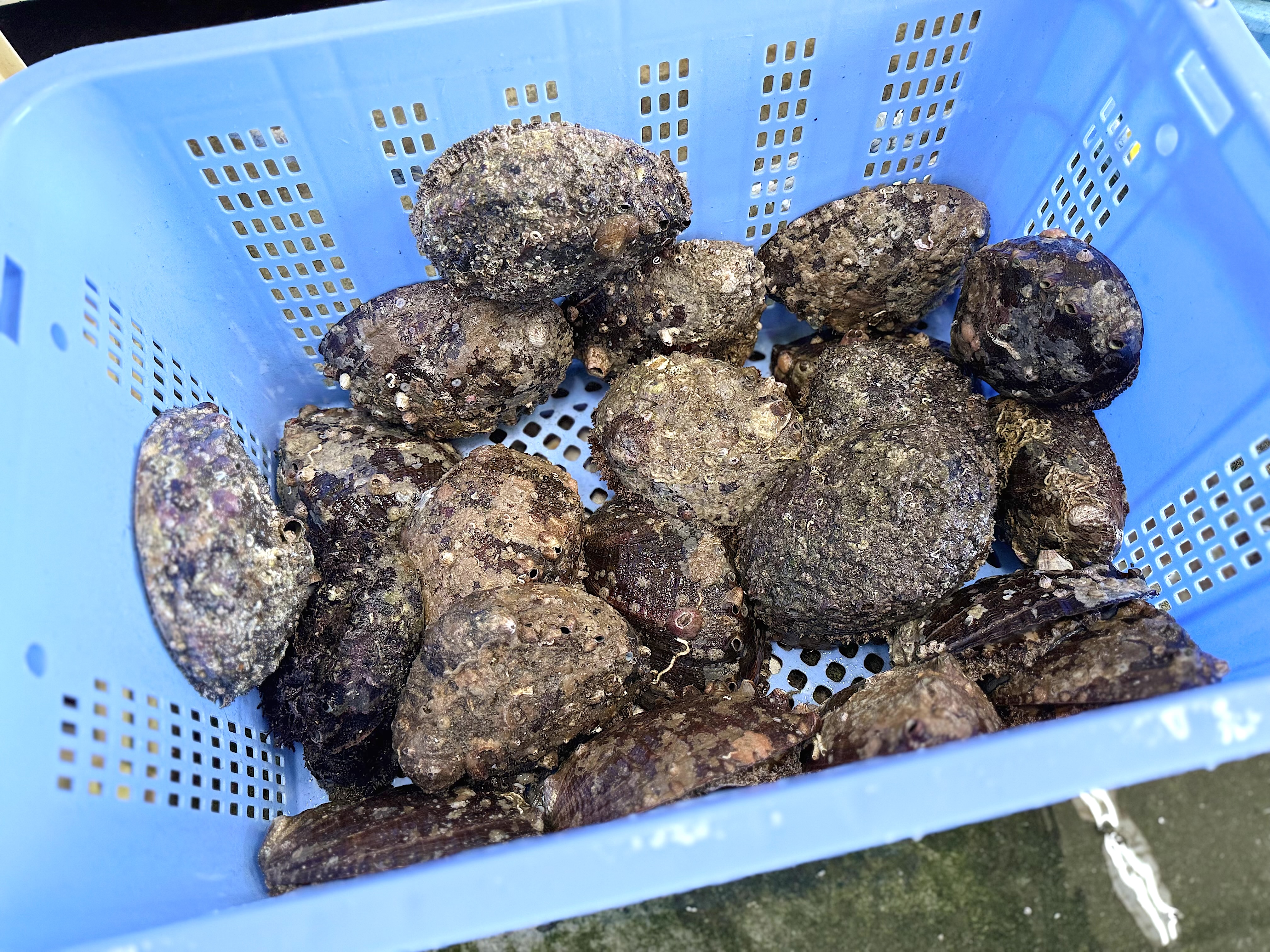 【横須賀】47歳で脱サラ漁師に！「直丸」門脇さんが挑む“命懸けの素潜り”と親子の絆