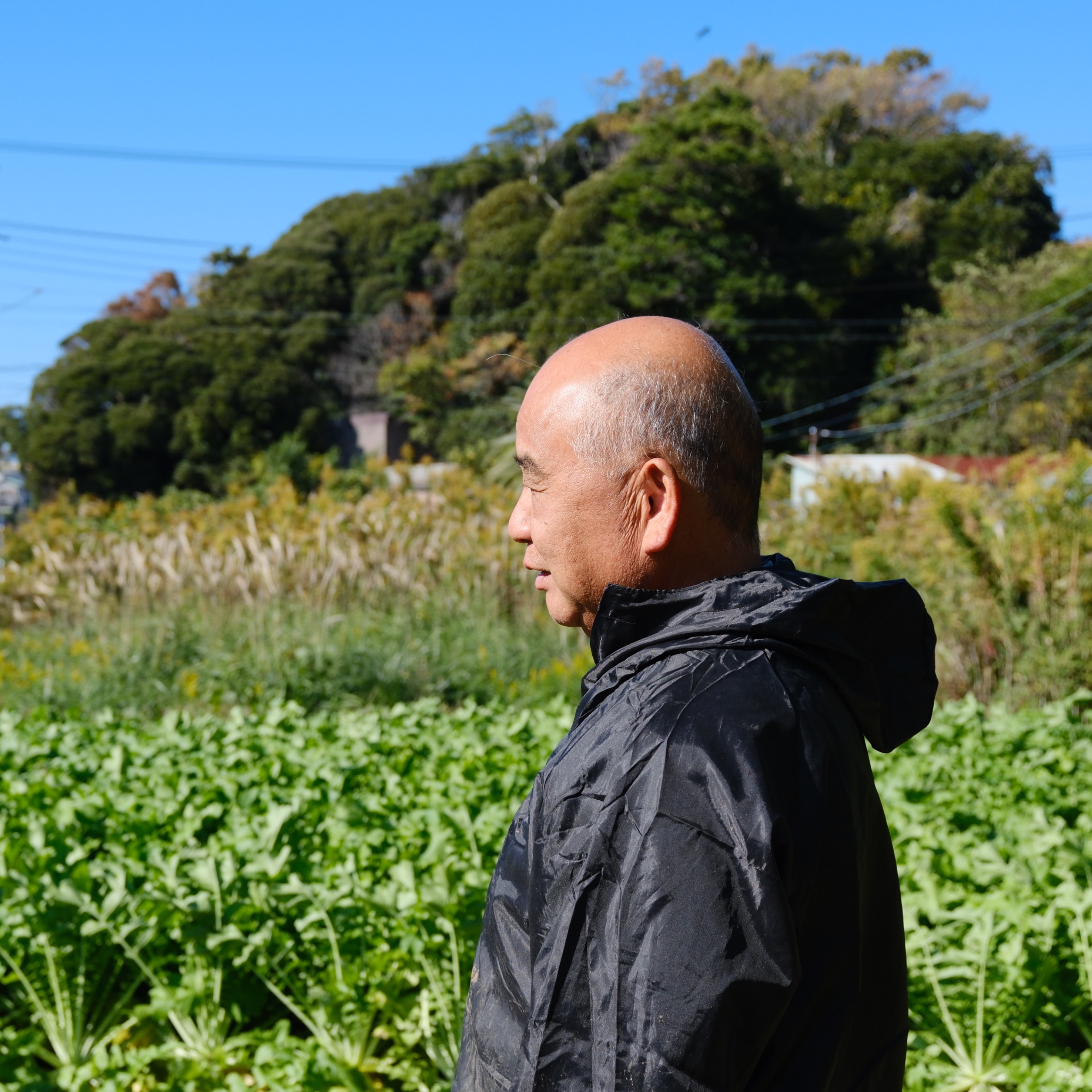 【連載】三浦大根命名100周年デザインプロジェクト②三浦大根のルーツを辿る旅　後編