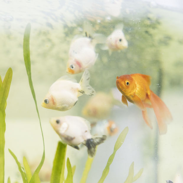 【横須賀】全国の愛好家が訪れる“元気な”金魚専門店「KIICHI」