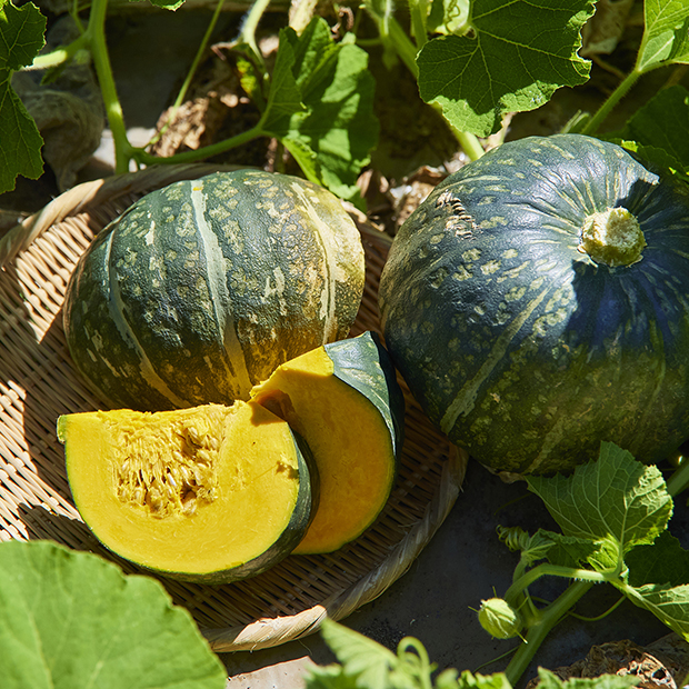 【連載】三浦野菜の作り手を知り、魅力を伝えるデザインプロジェクト　こだわりかぼちゃの美味しい秘密②
