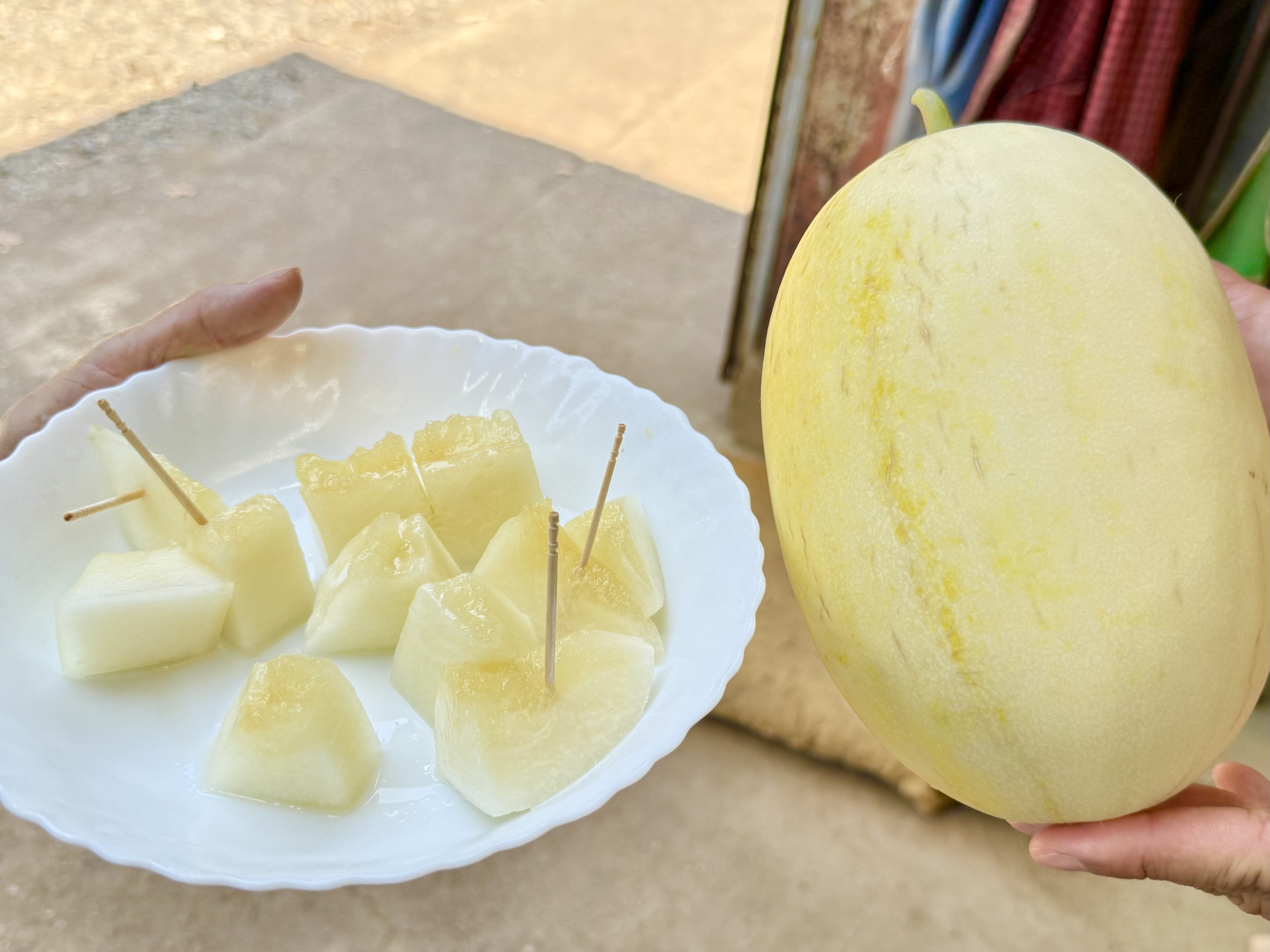 三浦】鎌倉時代から続く加藤農園 黒皮スイカと甘酸っぱいメロンの挑戦