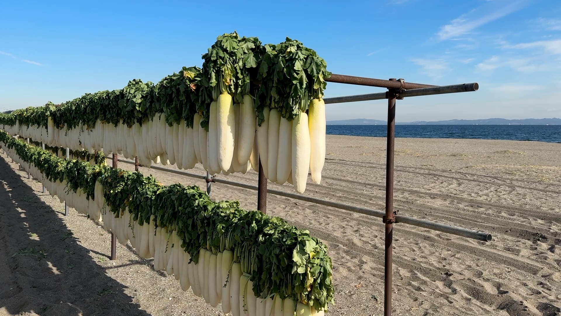 三浦海岸「大根干し」と海辺カフェの三浦まぐろカレー
高橋成美の三浦半島女子旅〜半日観光モデルコース