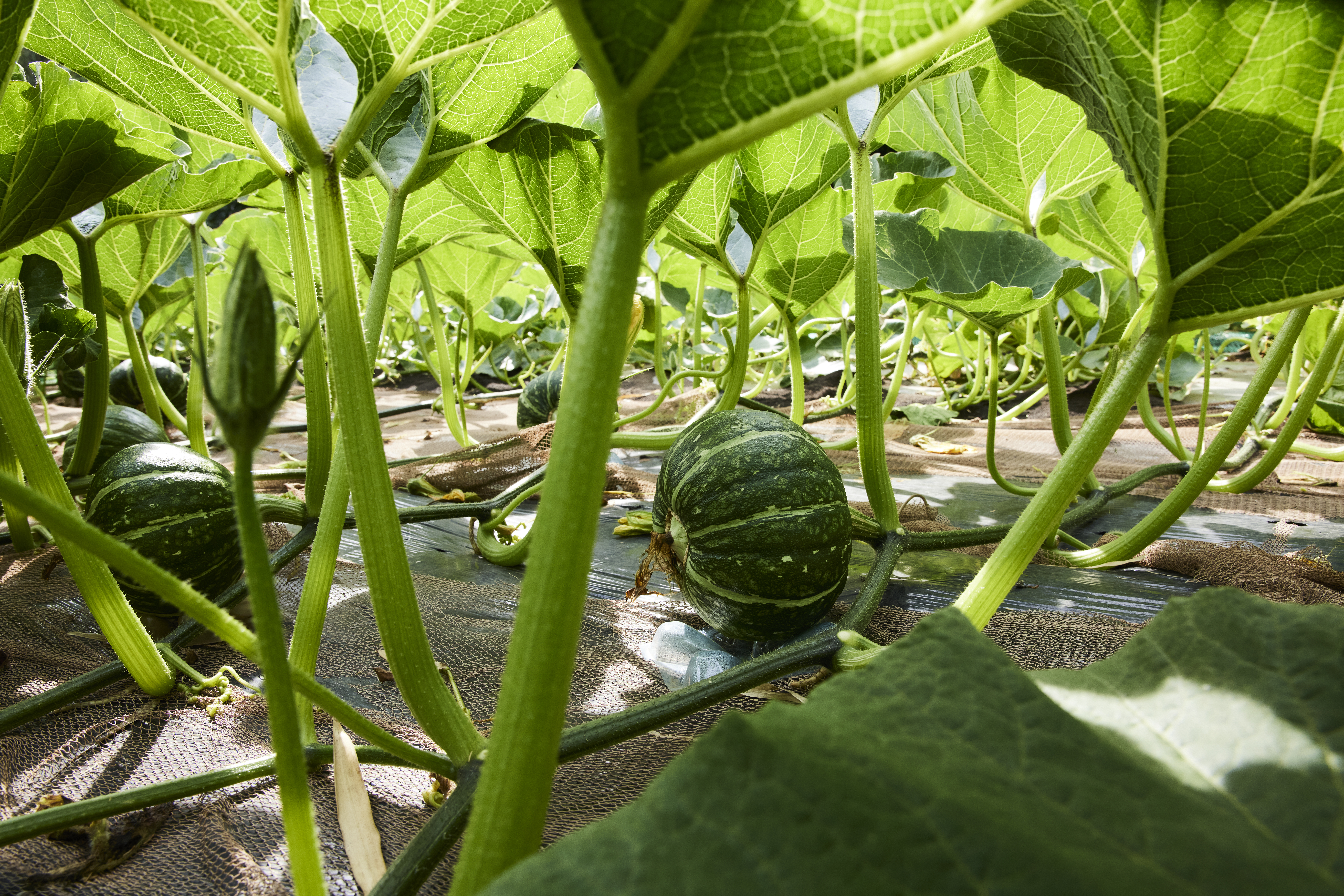 【連載】三浦野菜の作り手を知り、魅力を伝えるデザインプロジェクト こだわりかぼちゃの美味しい秘密①