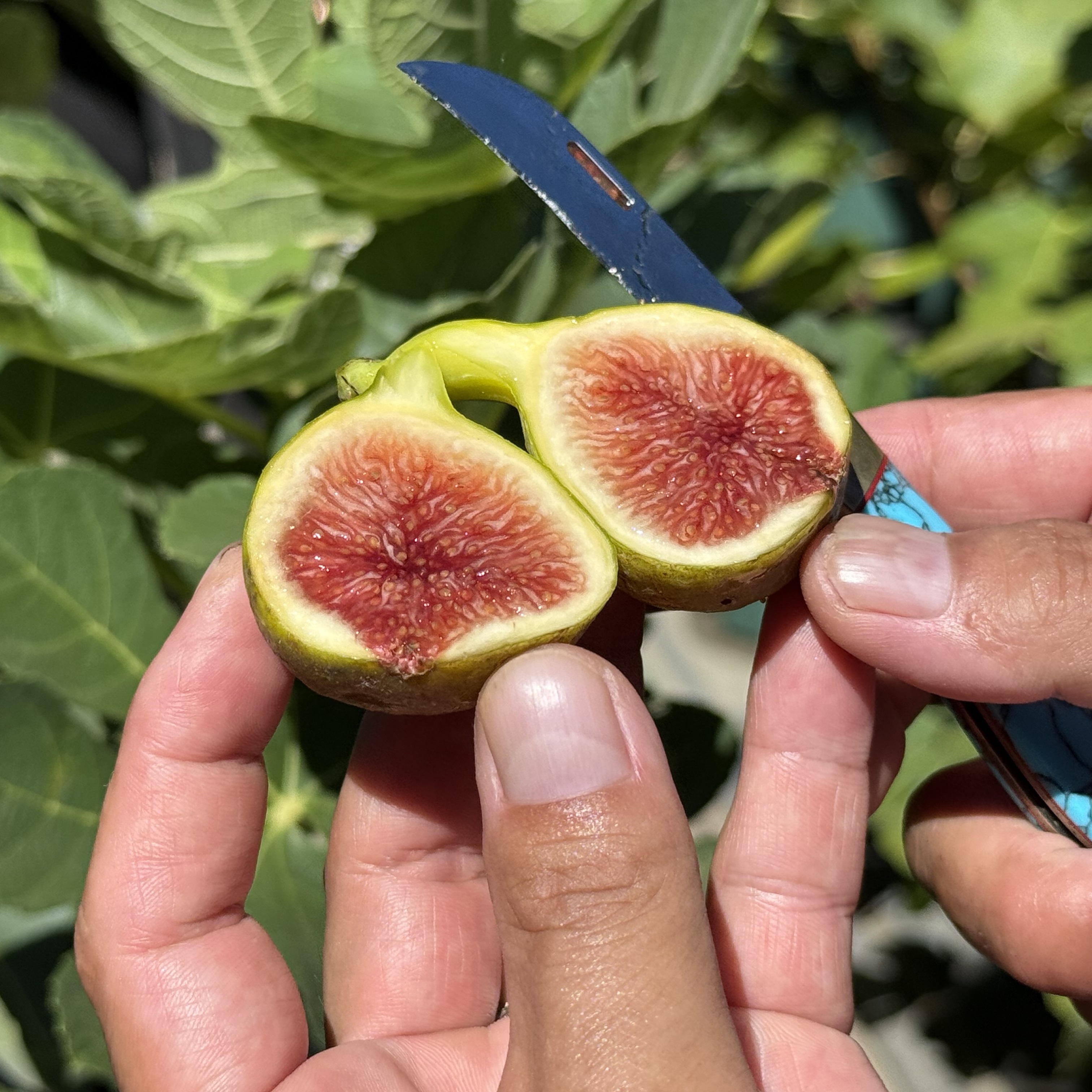 【三浦】ジャムのような甘さで予約殺到！樹上で完熟させる”濃厚いちじく”「大井農園」