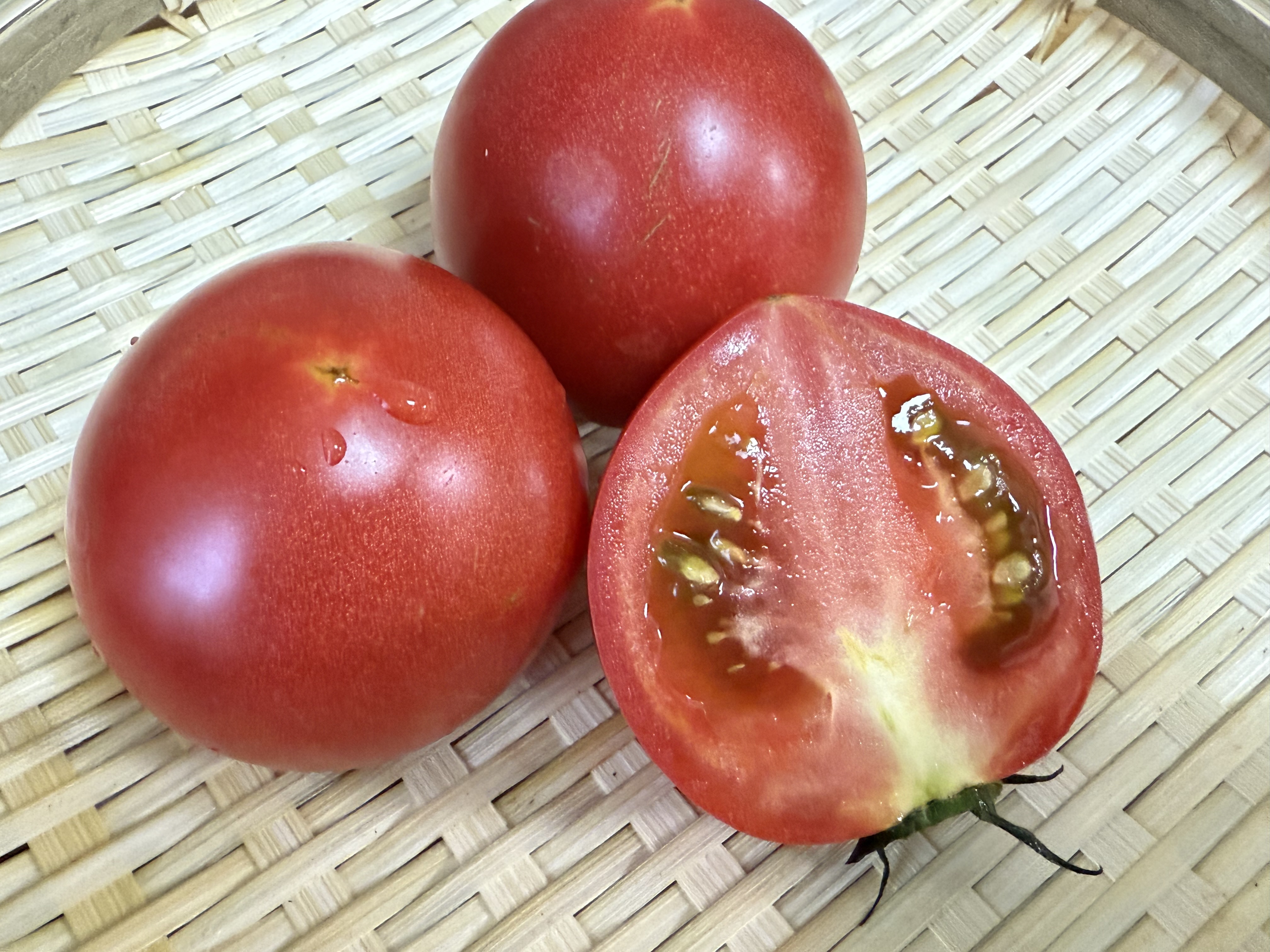 【横須賀】木で完熟させるトマトはこんなに甘いの？本物の味を届ける Bell Tree Farm
