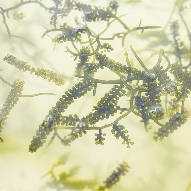 【横須賀】「丸良水産」の新名物。宮古島生まれ、走水育ちのプリプリ海ぶどう