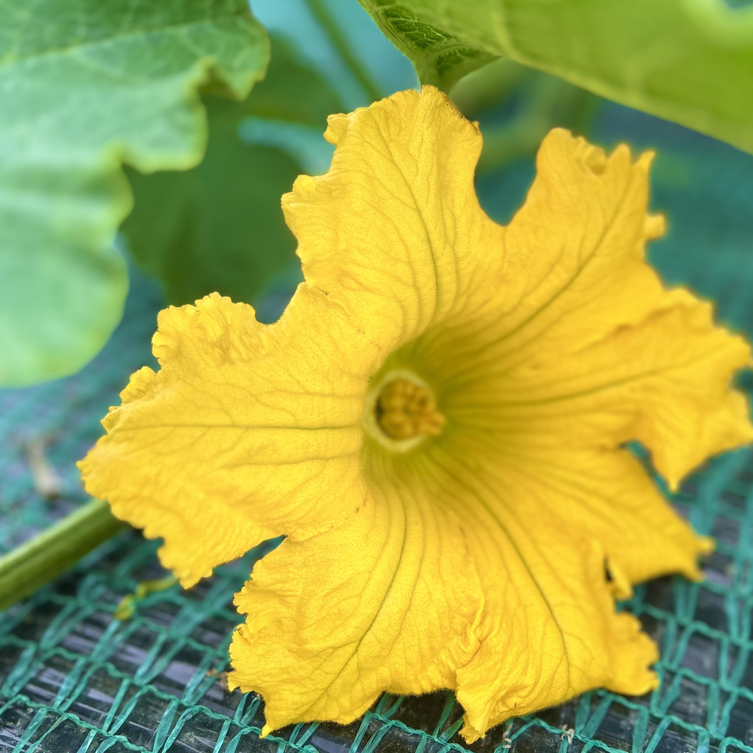 【三浦】たった数時間が美味しさの勝負！400年続く農家が育てる伊藤農園の極上かぼちゃ