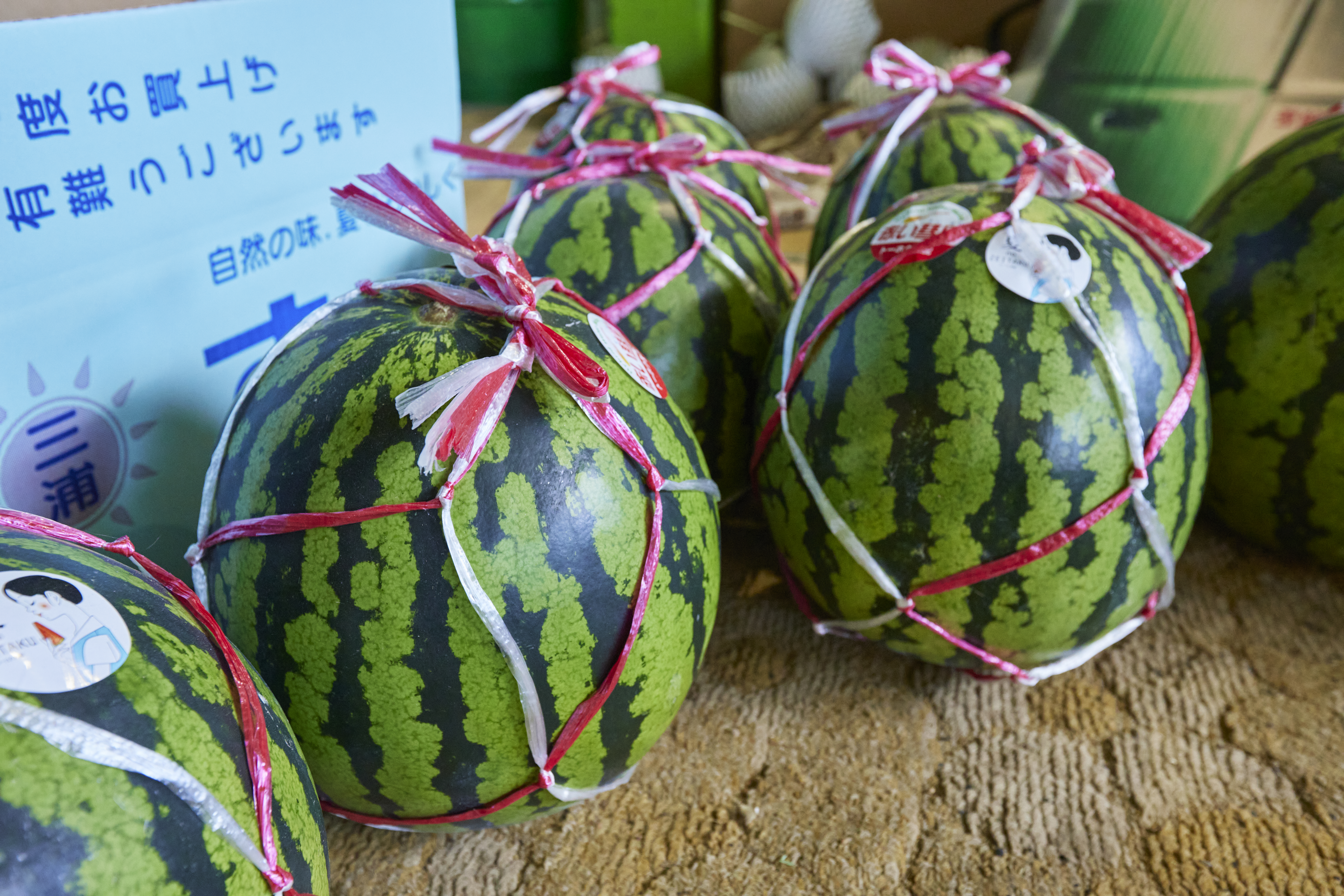 【連載】三浦野菜の作り手を知り、魅力を伝えるデザインプロジェクト　三浦スイカの美味しい秘密⑤
　
